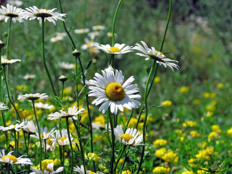 blossoming daisies, white daisies, yellow centers, SD Desktop Wallpaper