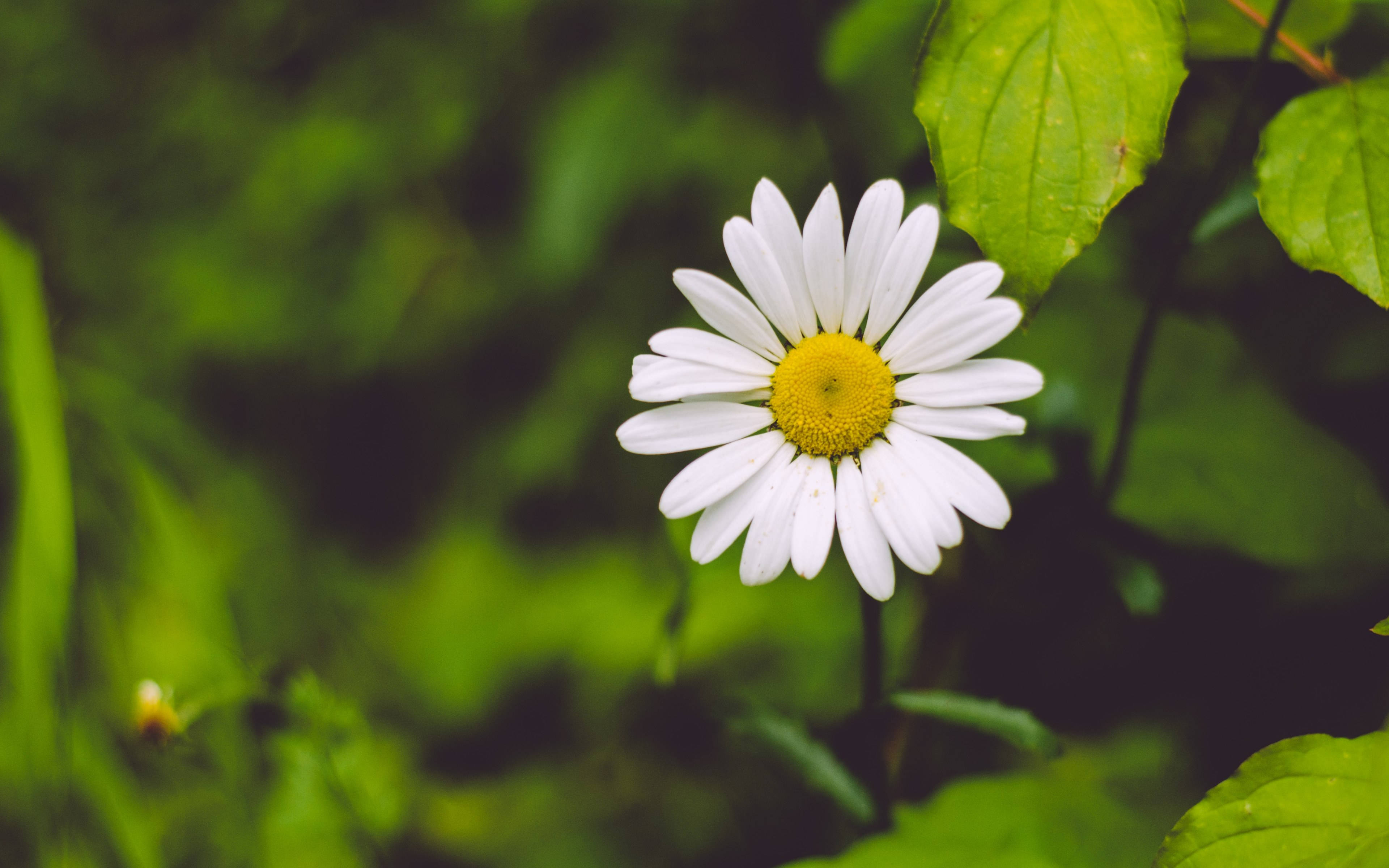 Daisy Plant, white daisy, bright yellow center, 4K Desktop Wallpaper