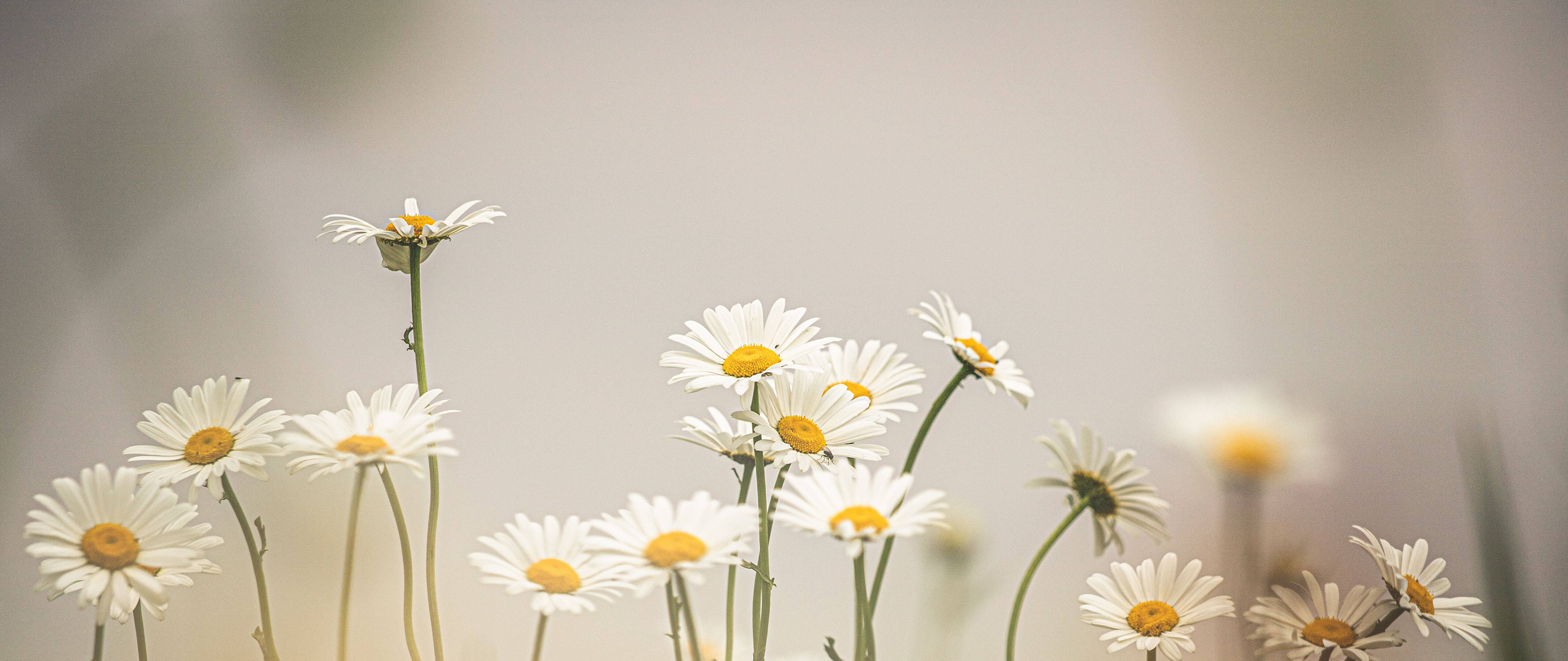 Daisy, white petals, yellow centers, 5K Desktop Wallpaper
