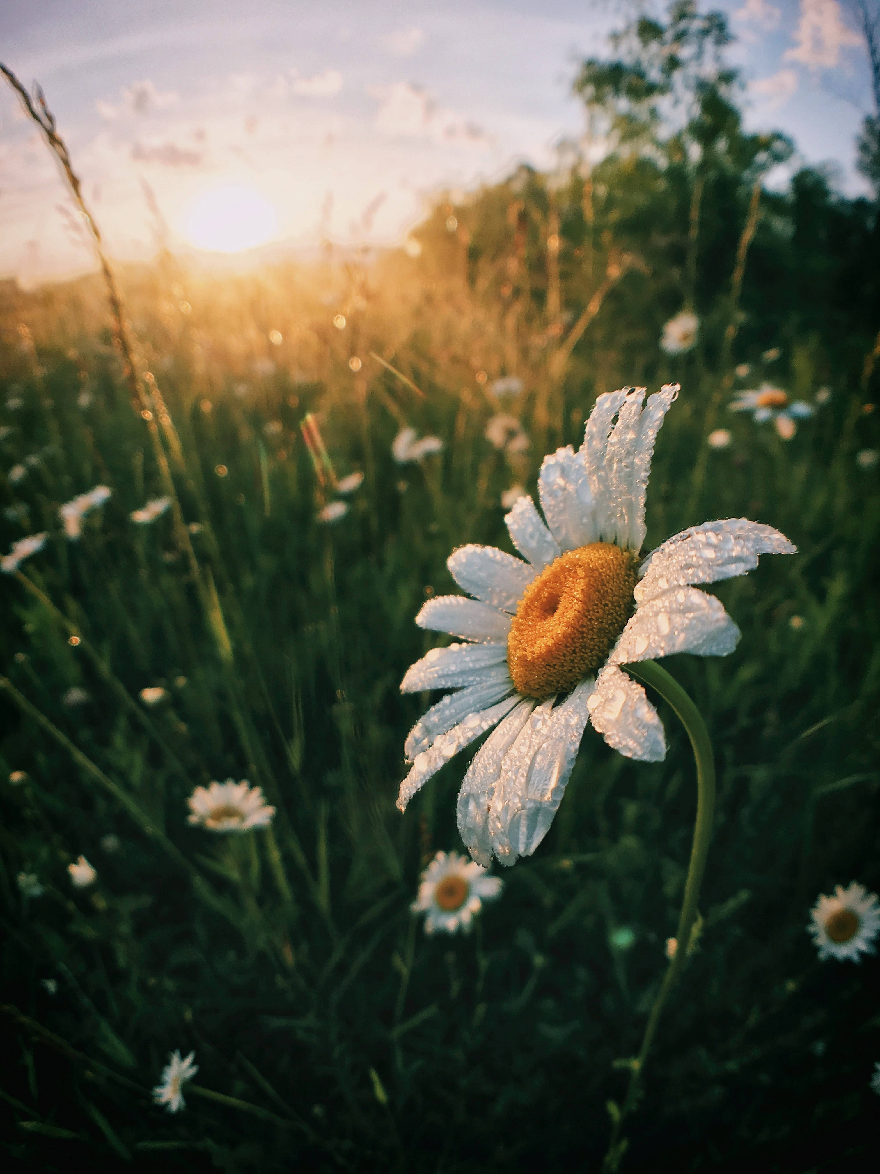 Morning Daisy 4K, daisy, dew drops, 4K Phone Wallpaper