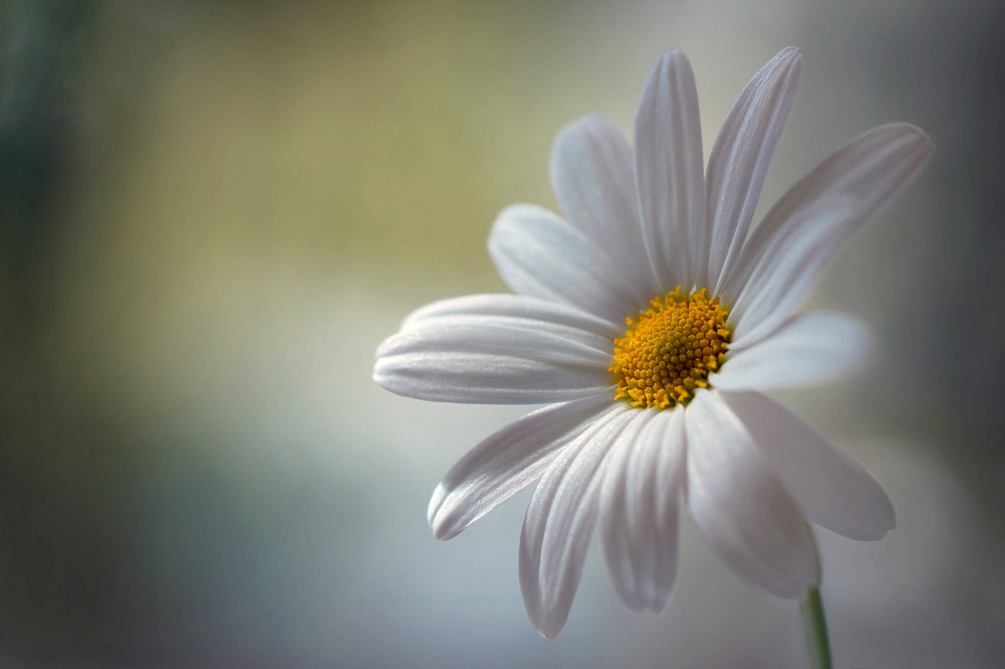 Daisy, white daisy, vibrant yellow center, Full HD Desktop Wallpaper