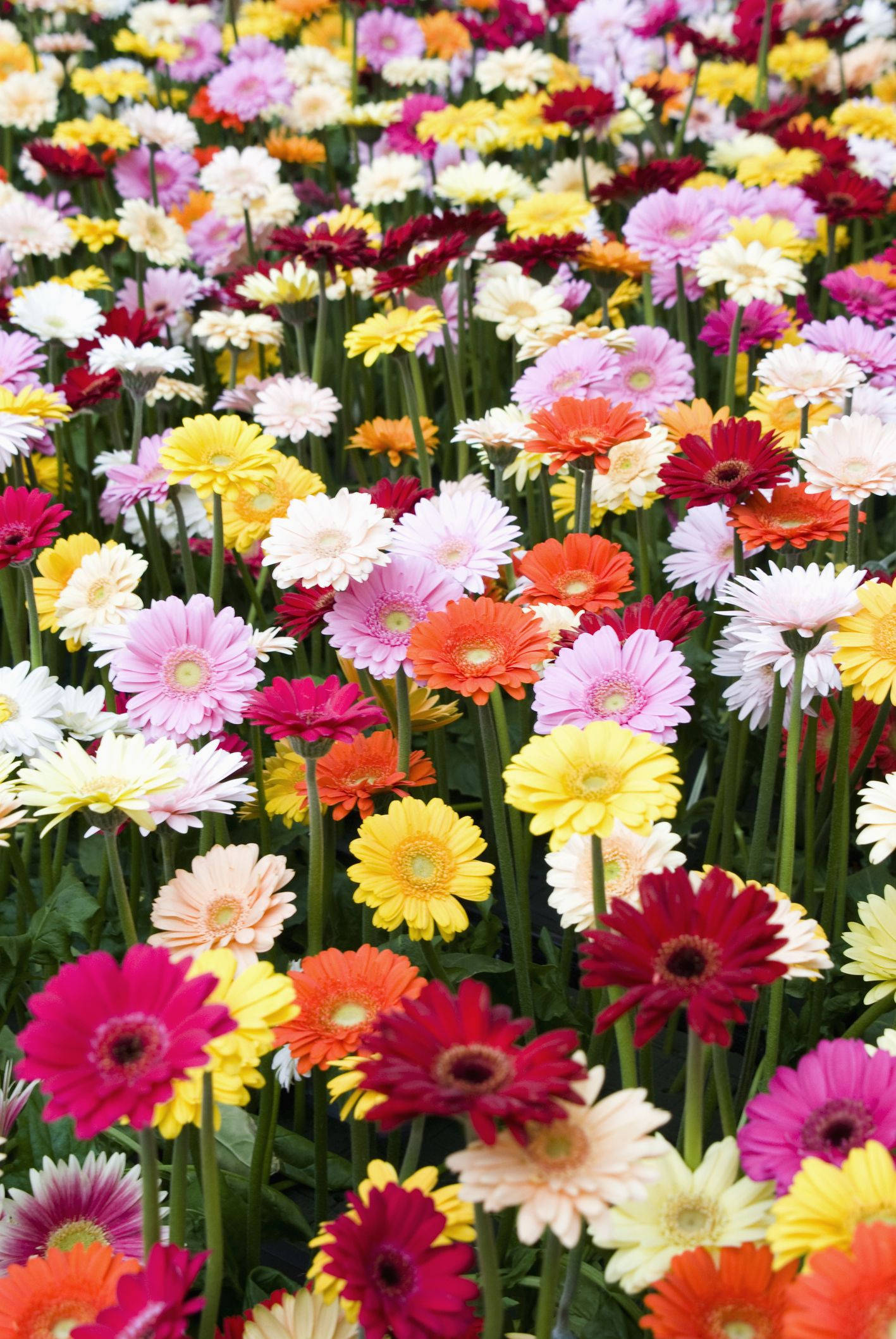 colorful daisy flowers, multicolored gerbera daisies, green stems, Full HD Phone Wallpaper
