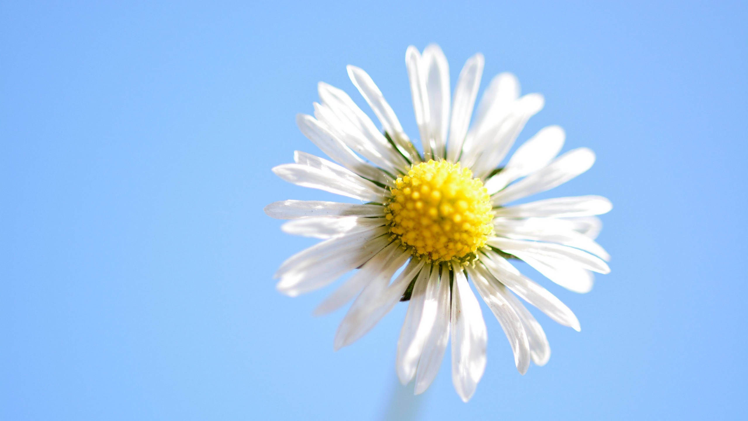 daisy, white daisy, bright yellow center, 2K Desktop Wallpaper