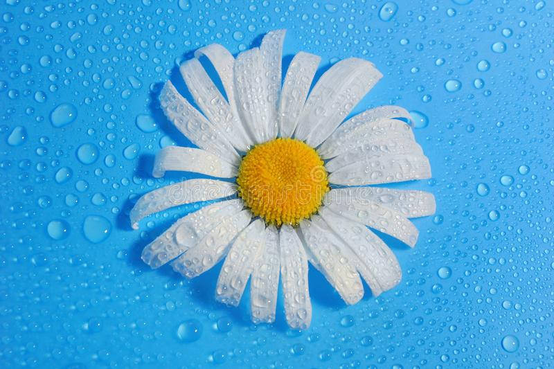 daisy flower, white daisy, yellow center, SD Desktop Wallpaper