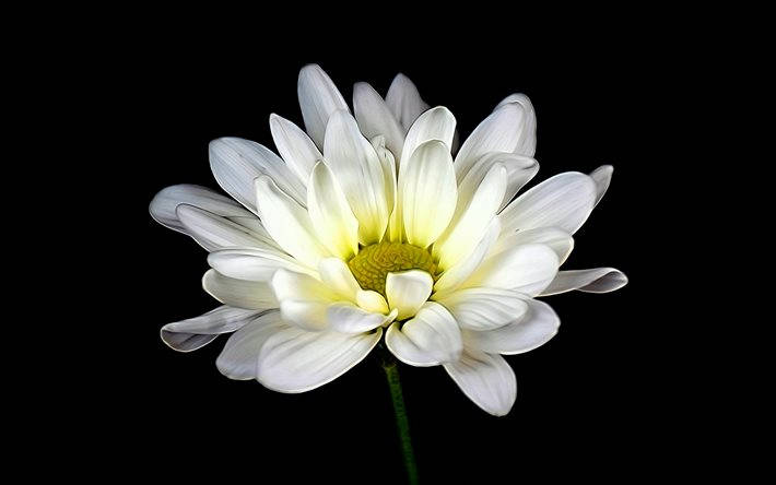 Daisy, white daisy, yellow center, SD Desktop Wallpaper