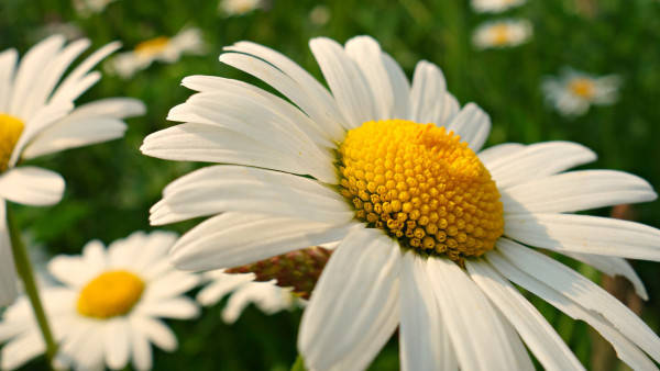 daisy flower, white, golden yellow center, SD Desktop Wallpaper