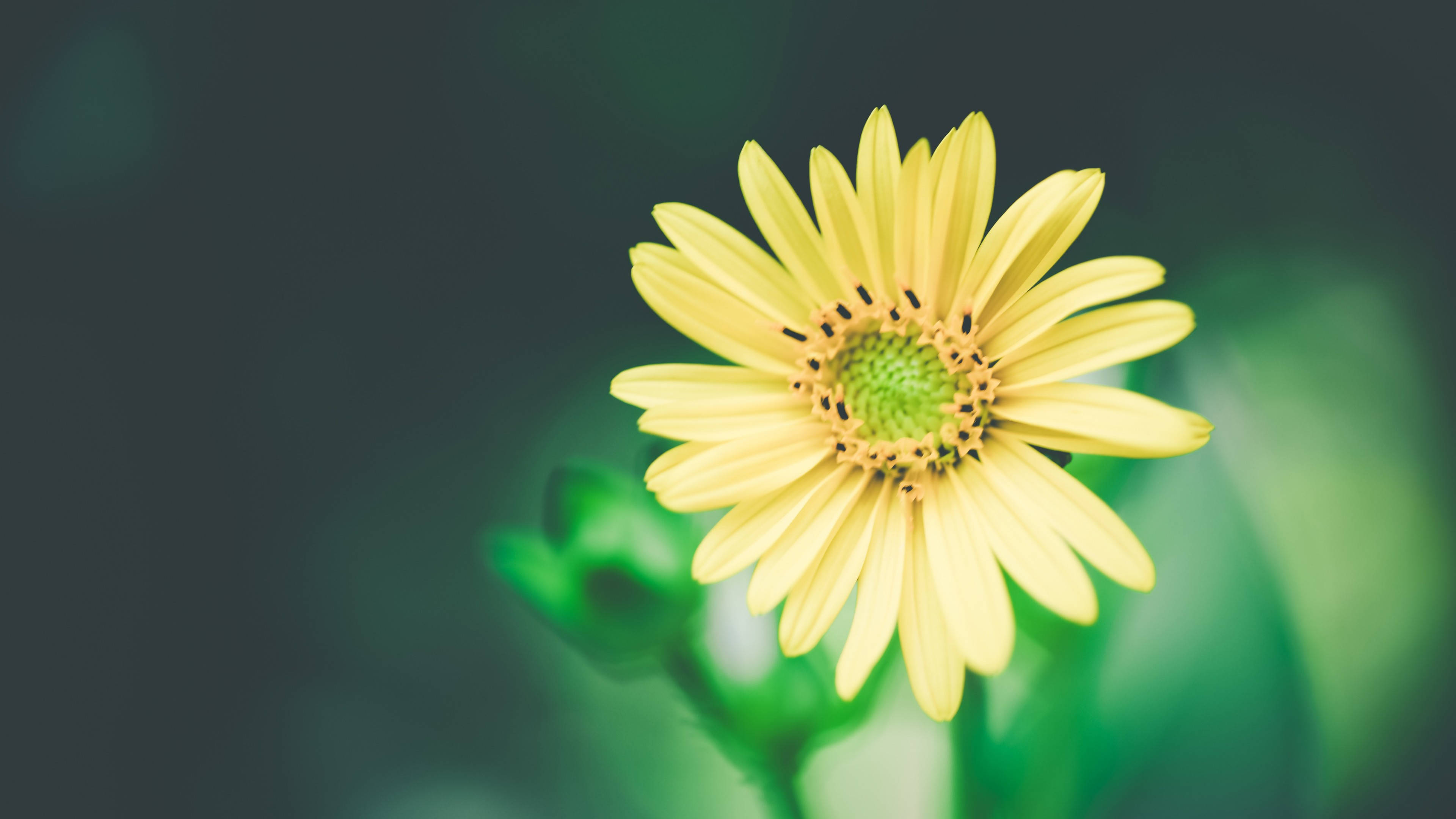 yellow daisy, delicate petals, green center, 4K Desktop Wallpaper