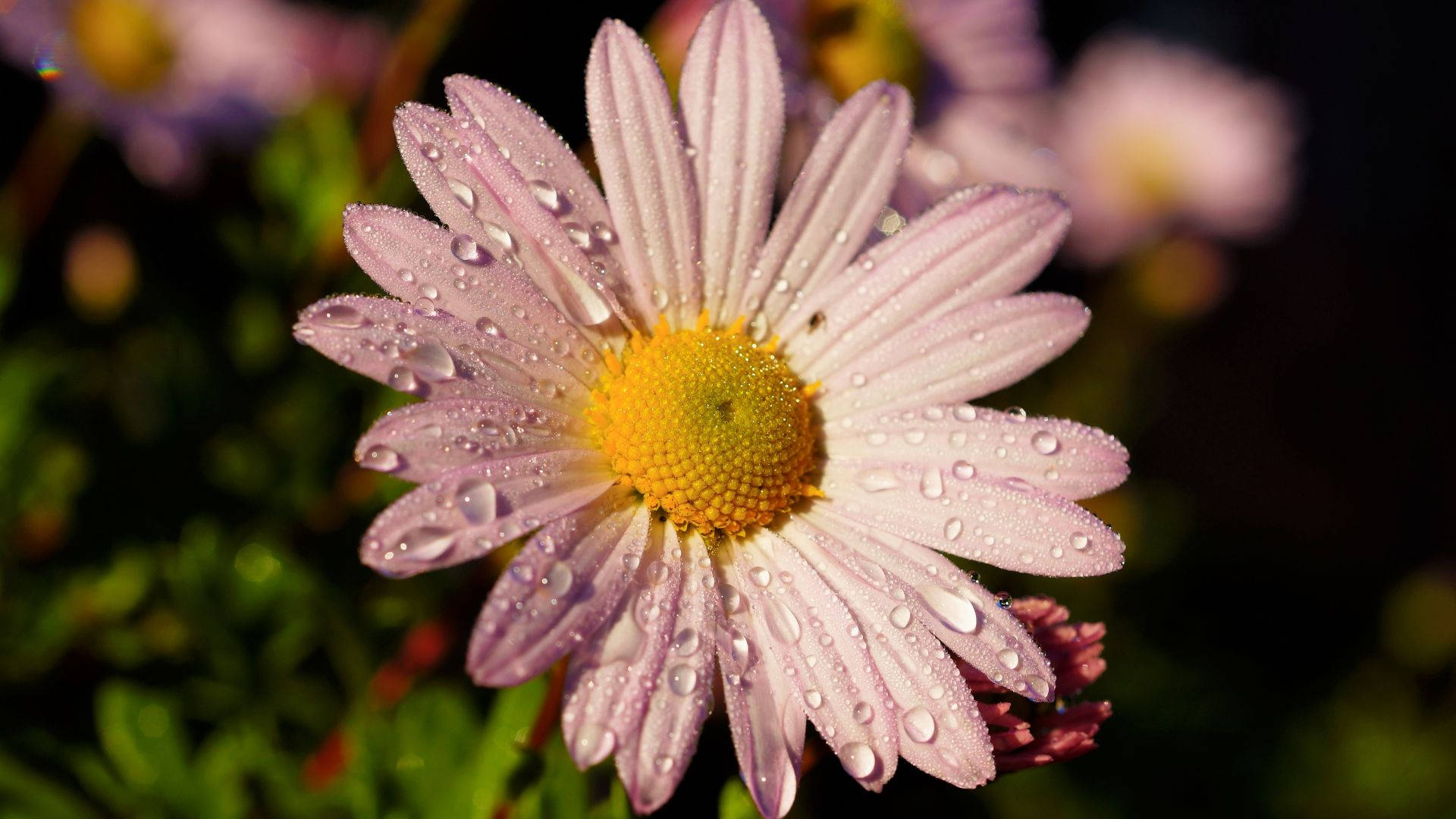 pink daisy, dew drops, petals, Full HD Desktop Wallpaper