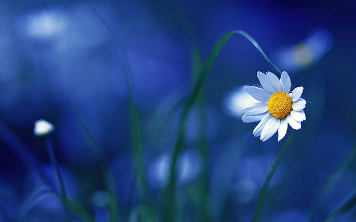 Daisy, white daisy, bright yellow center, SD Desktop Wallpaper