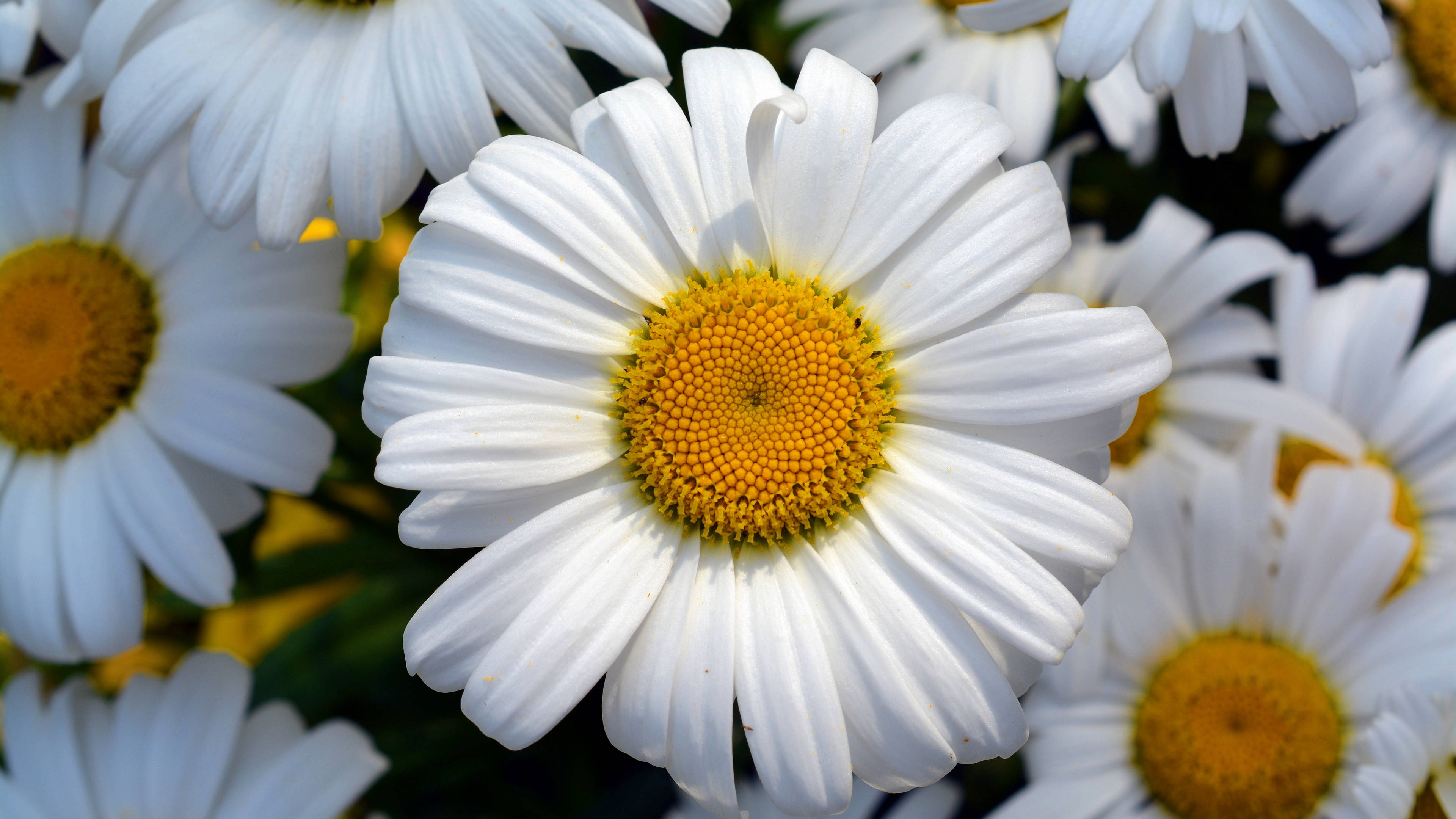 Daisy, white daisy, vibrant yellow center, 4K Desktop Wallpaper