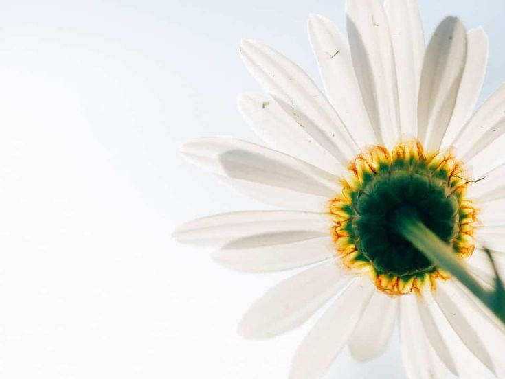 daisy, white petals, green-yellow center, SD Desktop Wallpaper