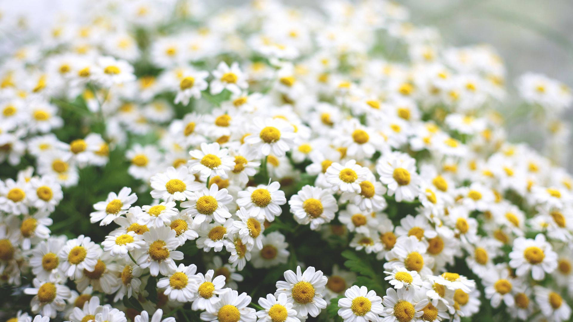flocked daisy flowers, white daisies, bright yellow centers, Full HD Desktop Wallpaper