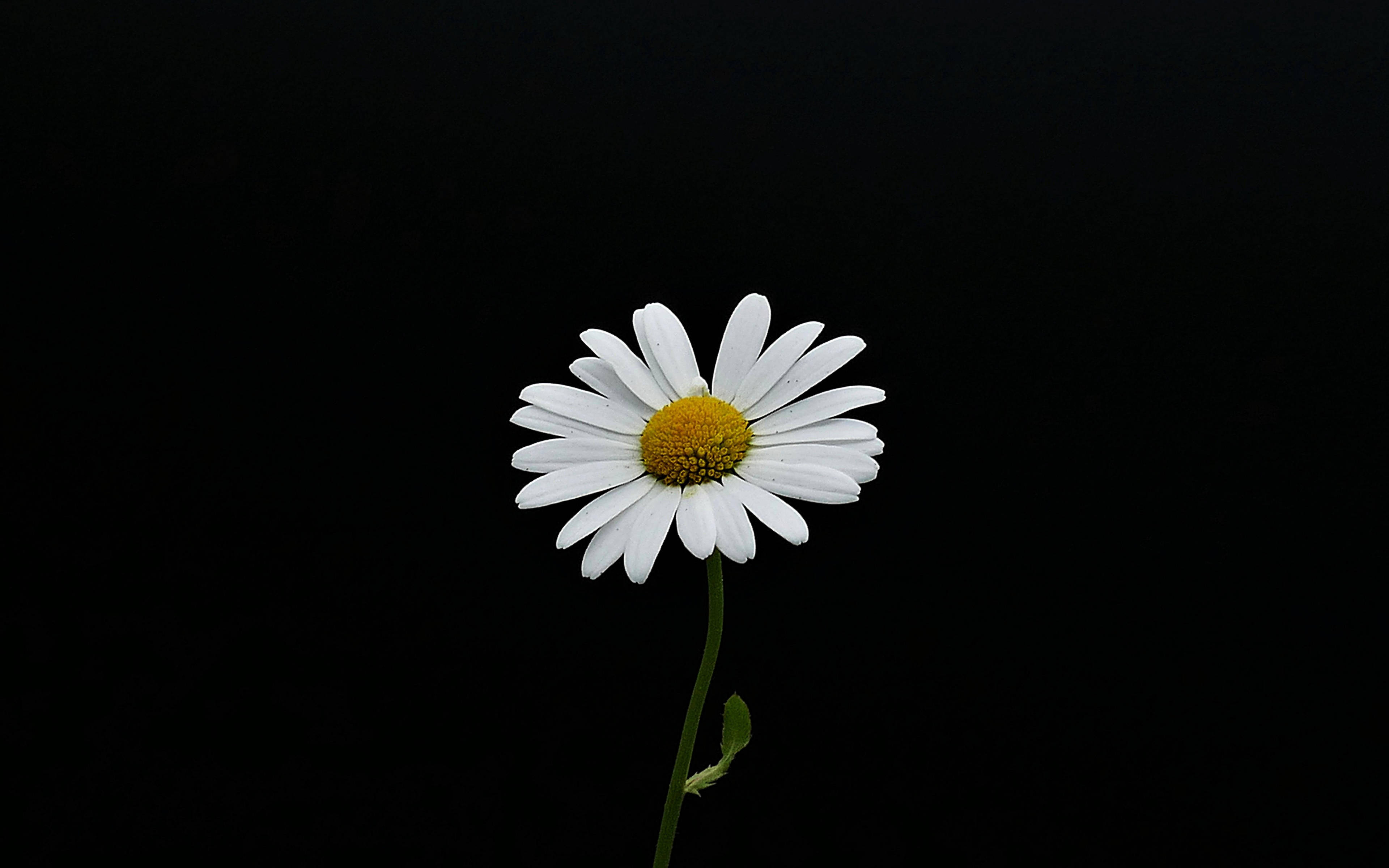 Daisy, white daisy, yellow center, 4K Desktop Wallpaper