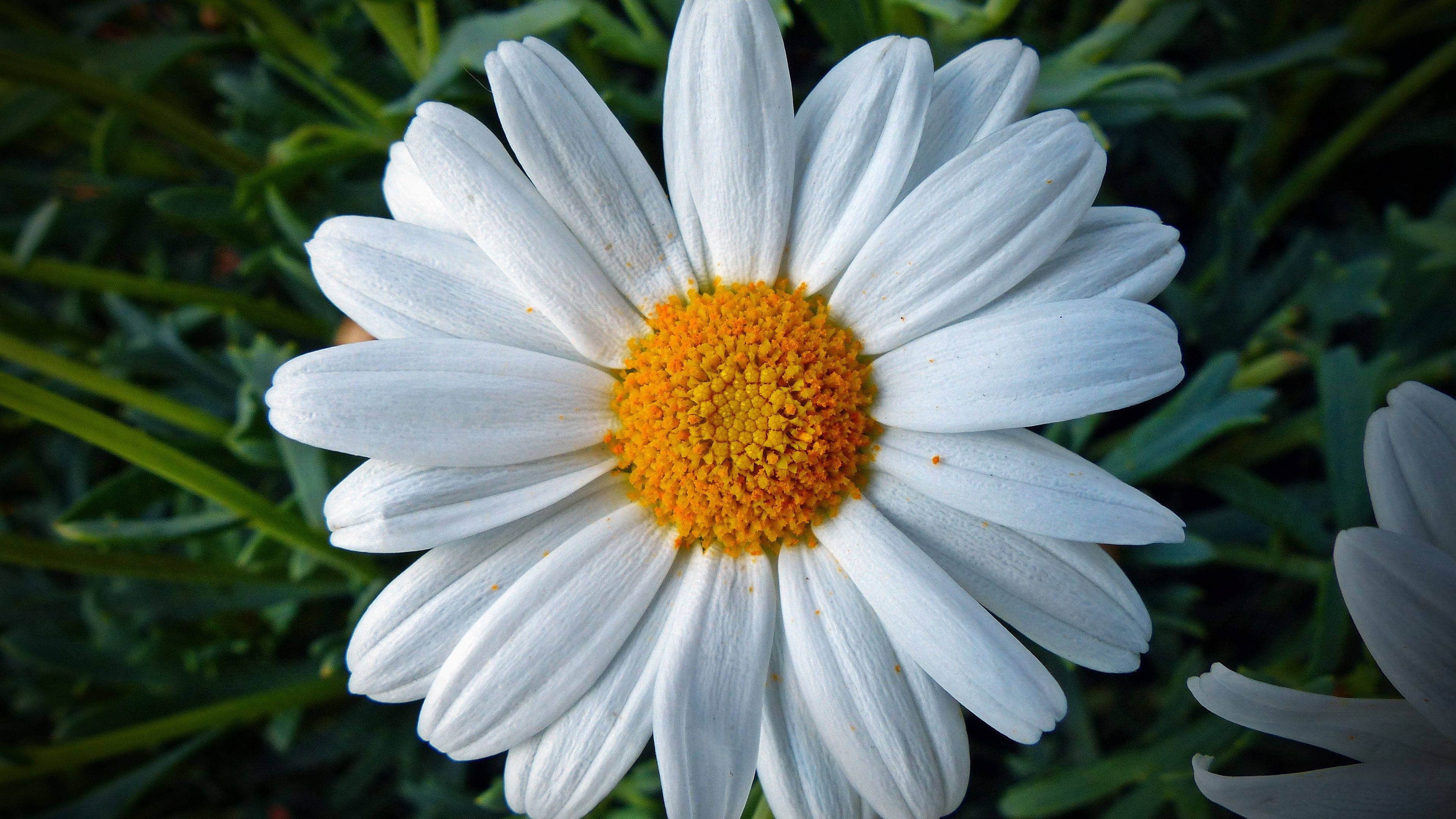 daisy, white, orange-yellow, 4K Desktop Wallpaper