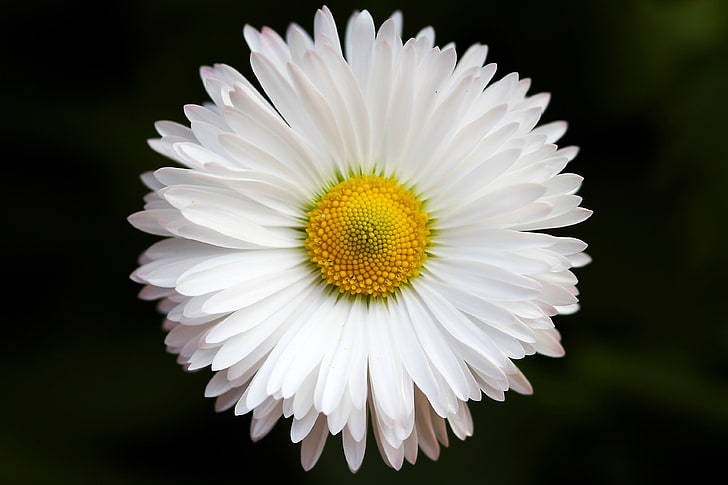 Daisy, white, vibrant yellow center, SD Desktop Wallpaper