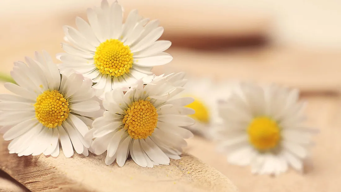 Daisy Aesthetic Computer