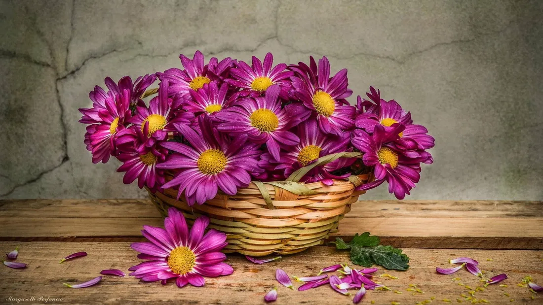 Daisy Aesthetic