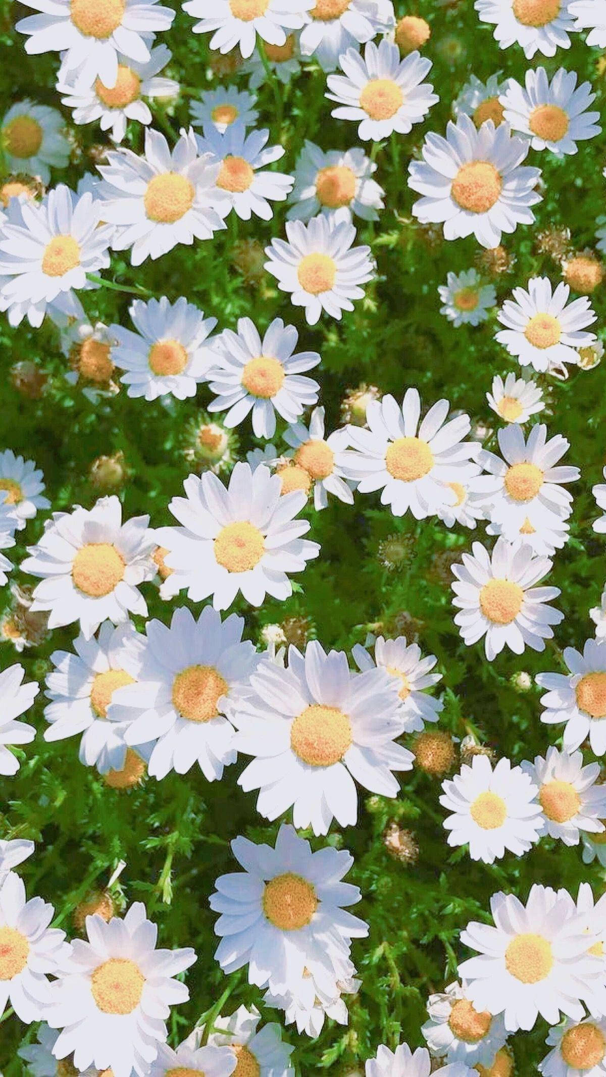 white daisies, golden centers, lush green foliage, Full HD Phone Wallpaper