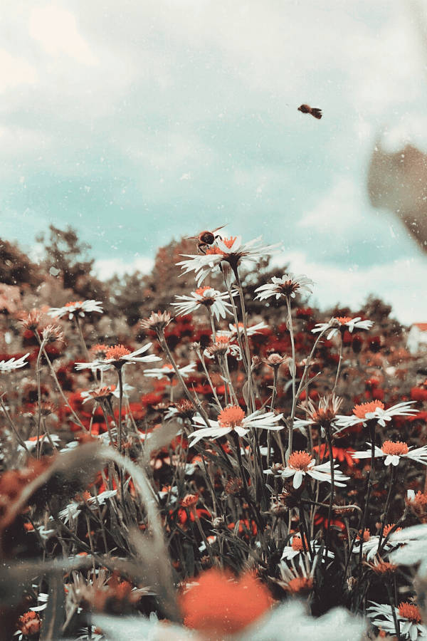 white vintage flower aesthetic daisies, daisy, field of red and white flowers, SD Phone Wallpaper