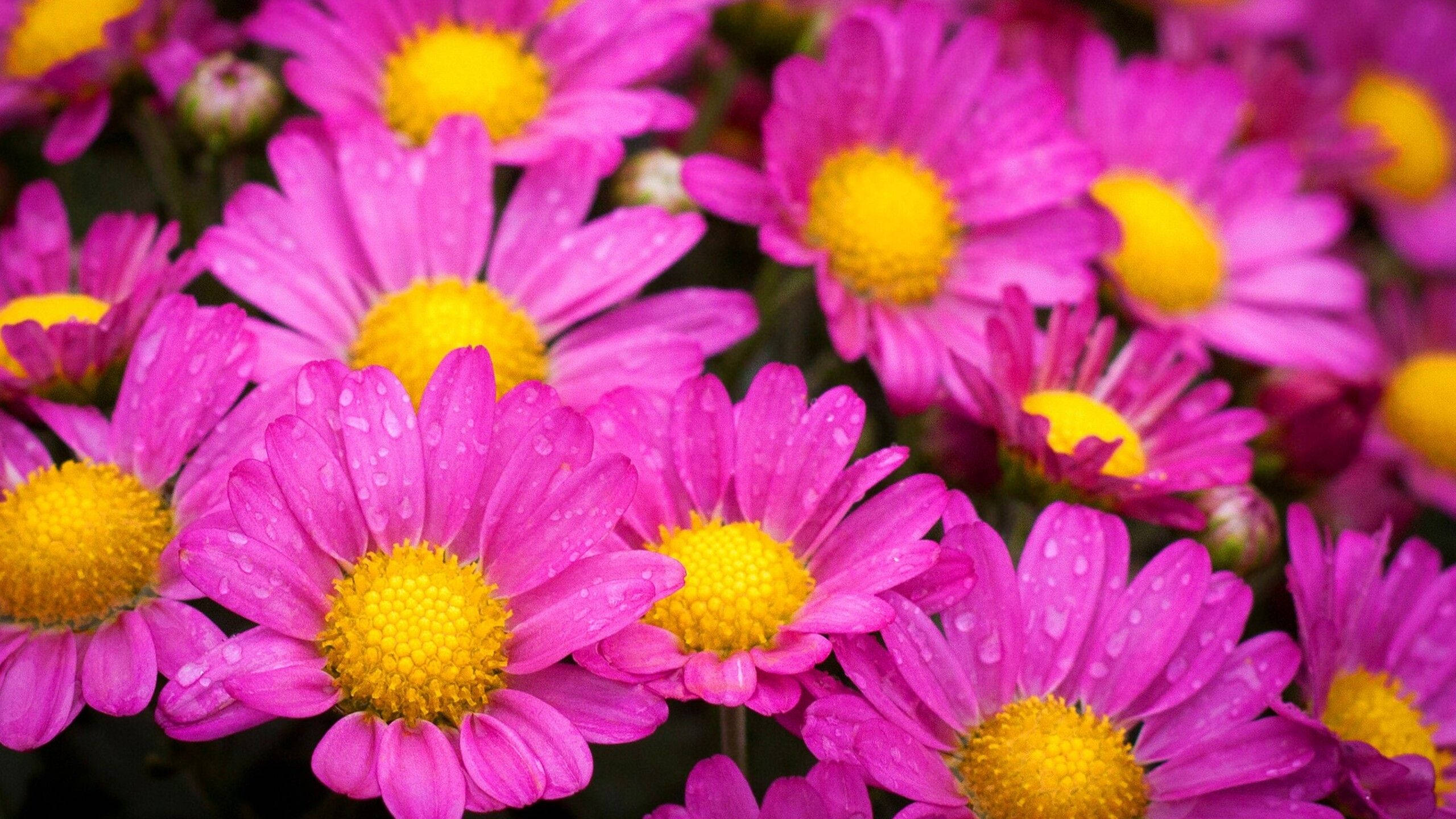 dewy pink daisy, vibrant pink daisies, yellow centers, 2K Desktop Wallpaper