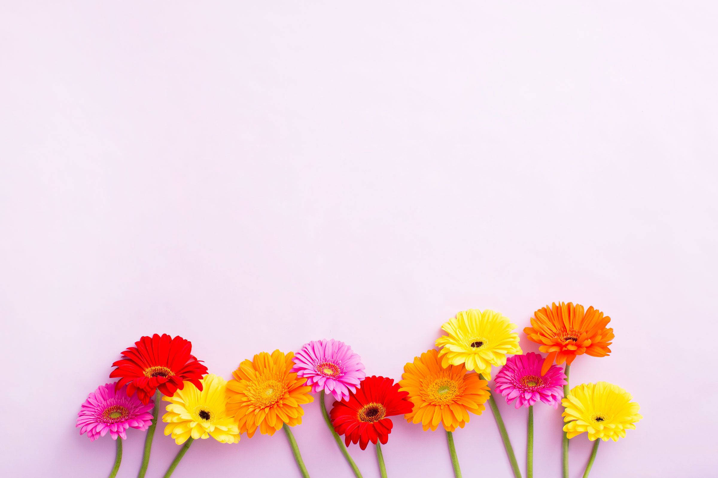 gerbera daisies, red pink yellow and orange, soft pink background, Full HD Desktop Wallpaper