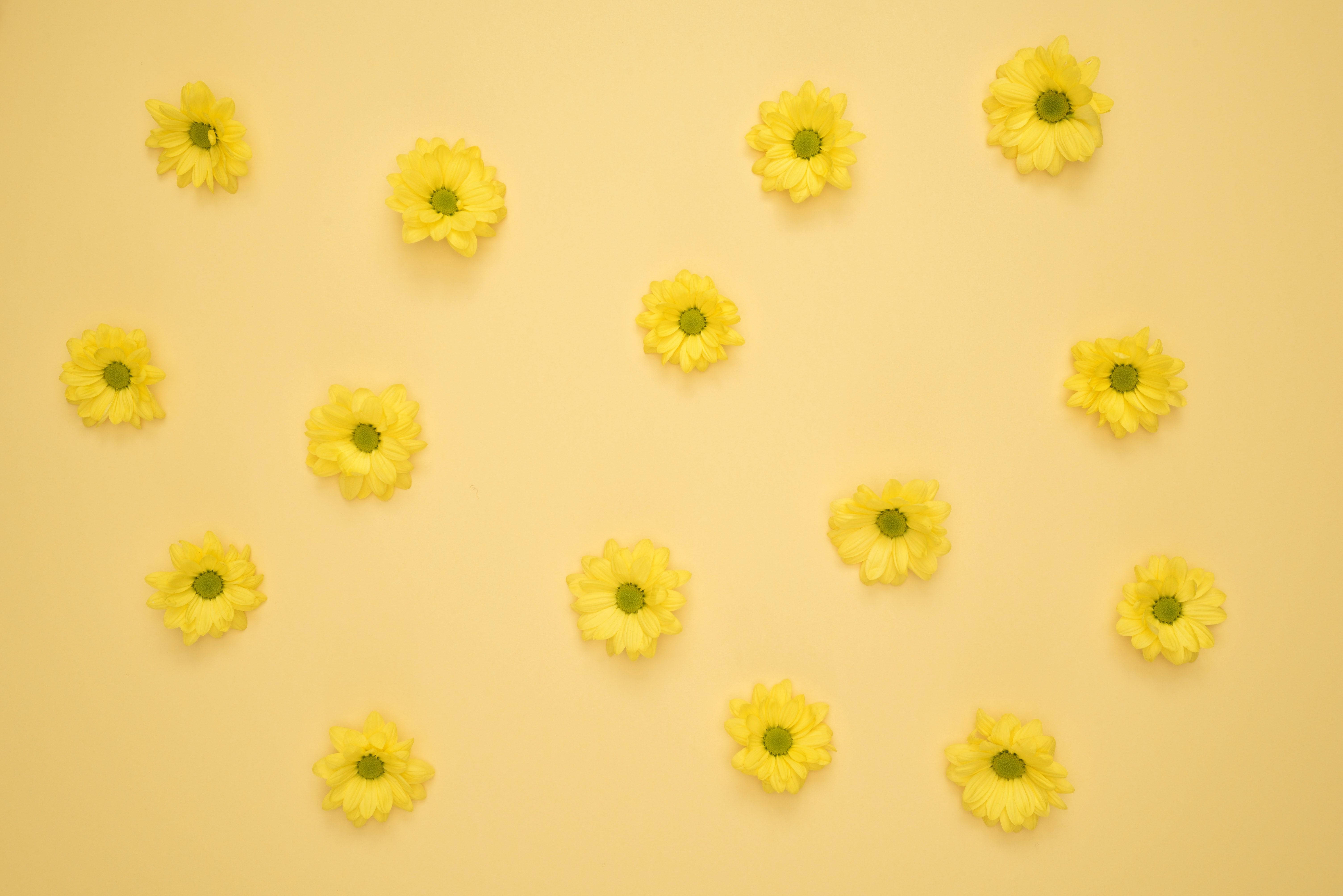 yellow daisy, yellow table, flat lay composition, 5K Desktop Wallpaper