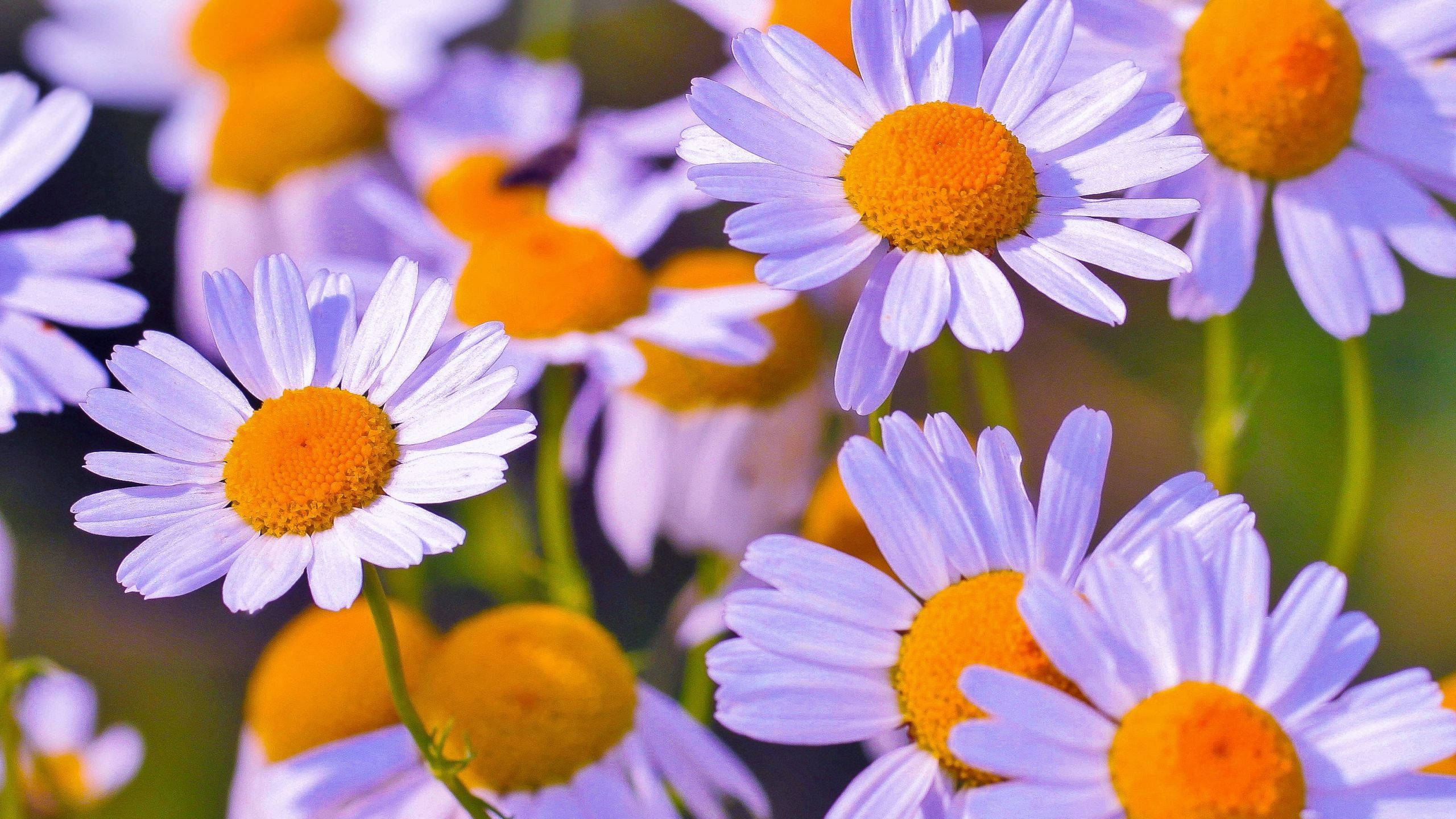 Light Violet Daisy Aesthetic, vibrant purple daisies, bright orange centers, 2K Desktop Wallpaper