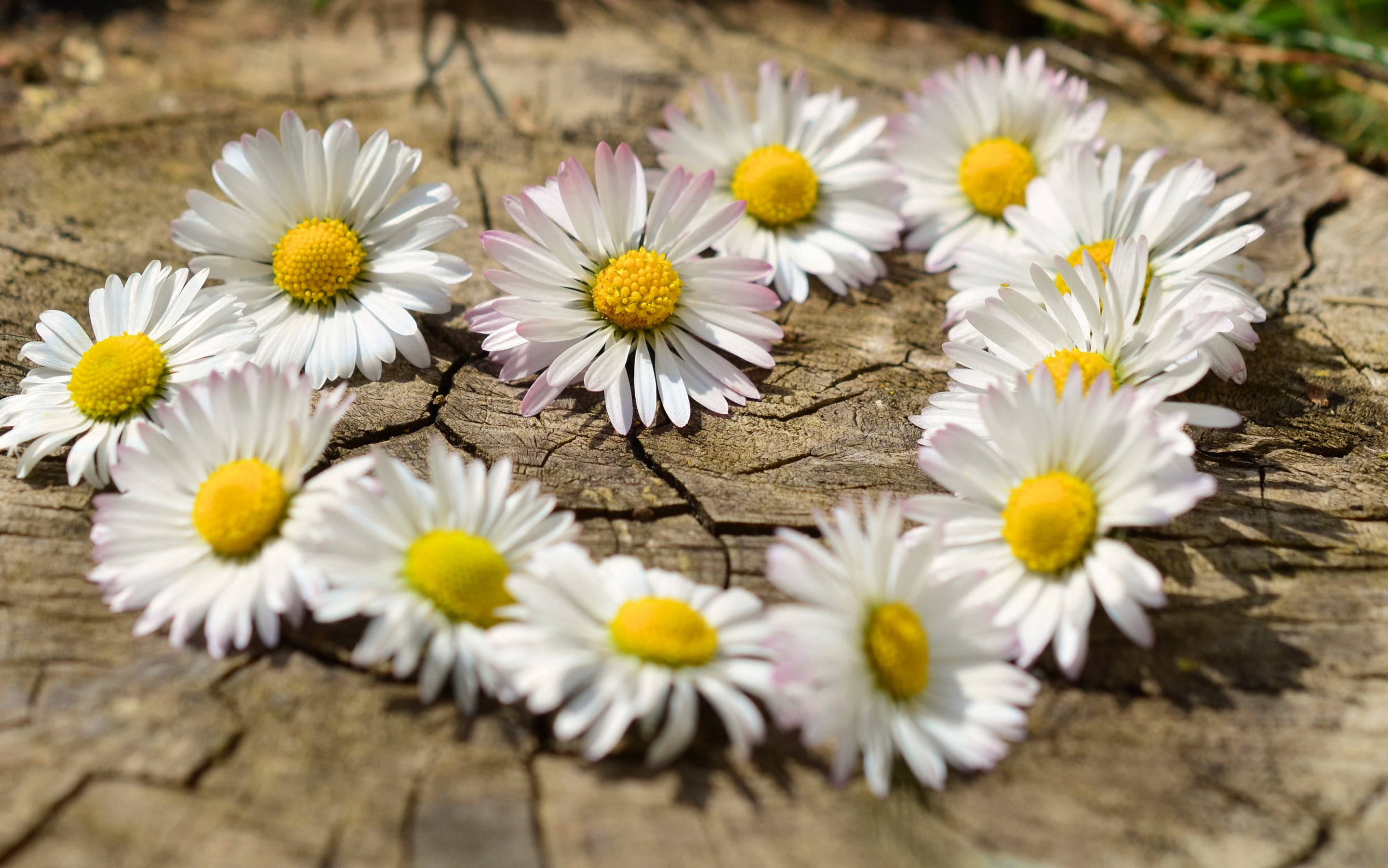 White Daisy Aesthetic Heart, daisies, yellow centers, 2K Desktop Wallpaper