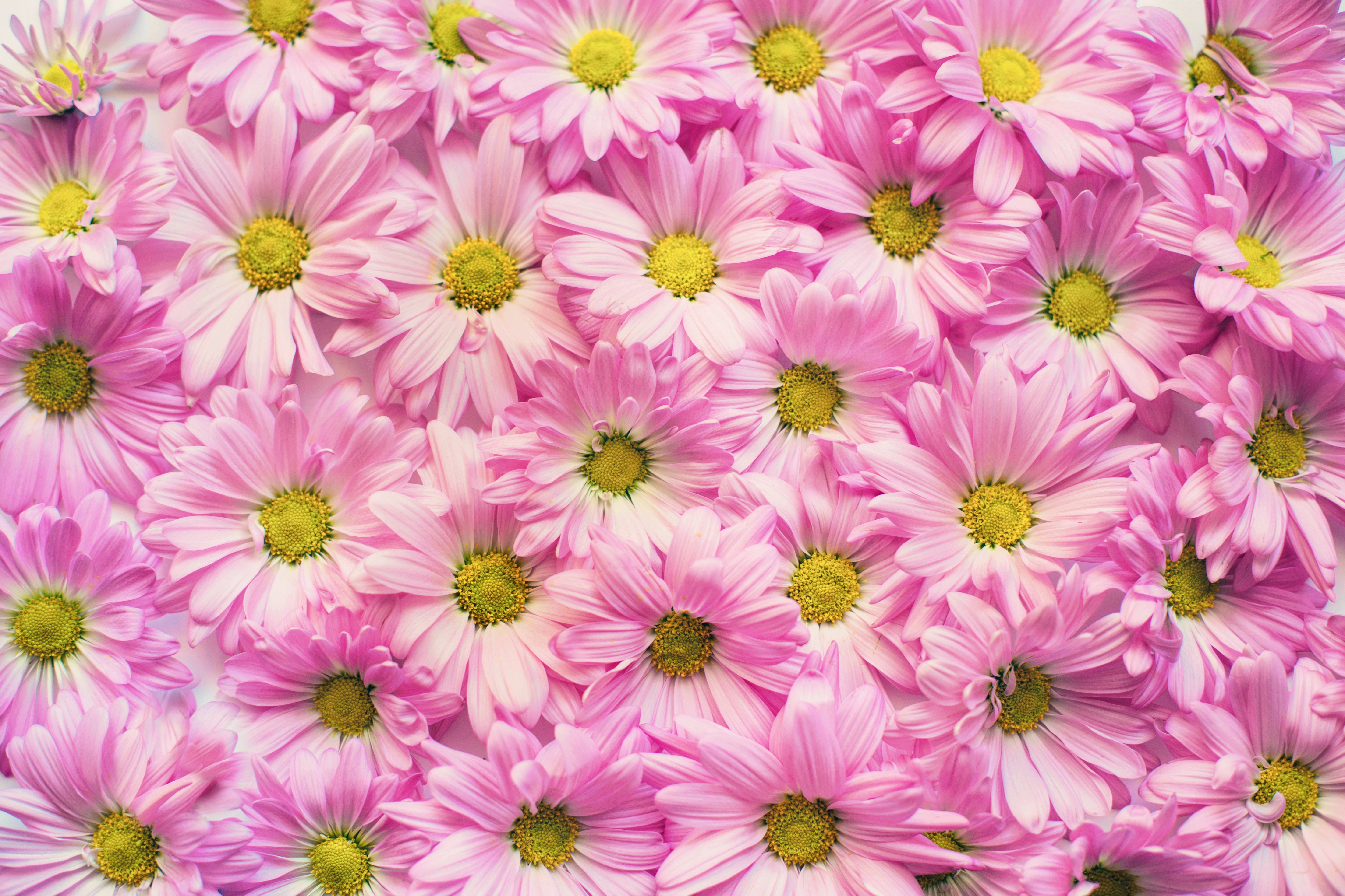 pink daisies, bright yellow centers, cheerful floral pattern, 5K Desktop Wallpaper