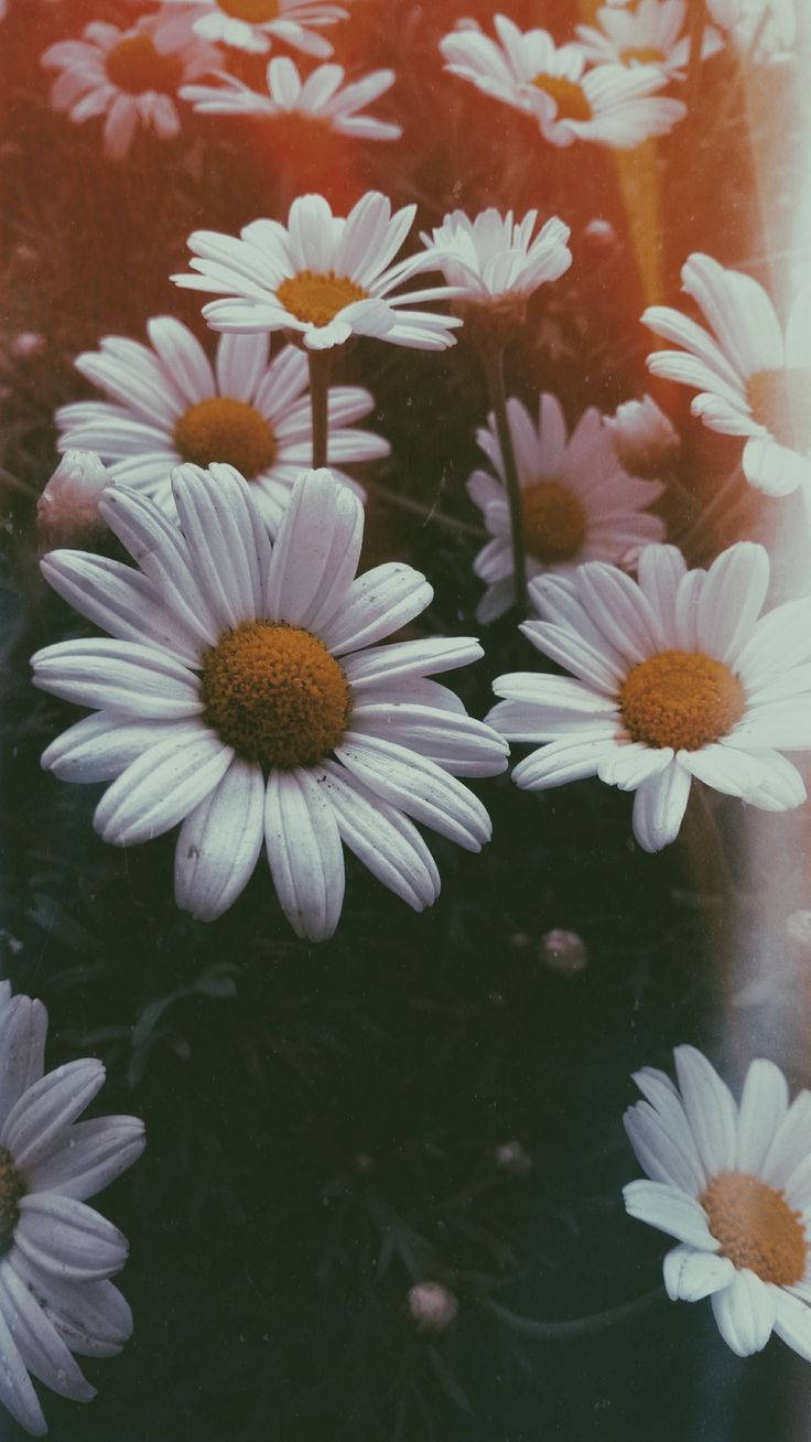 White Daisy Aesthetic, white daisies, orange centers, HD Phone Wallpaper