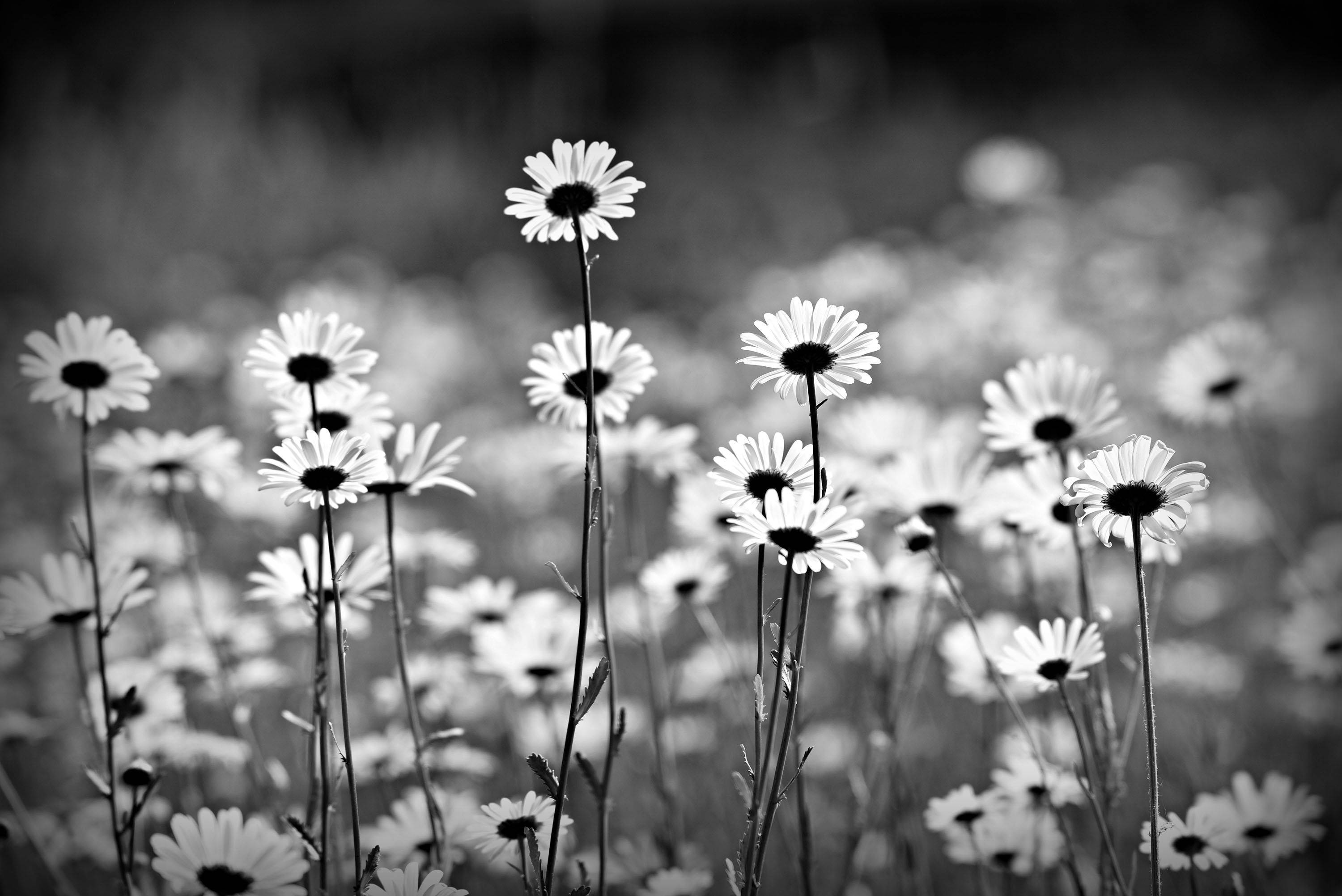 Daisy Aesthetic, monochrome daisies, sunlit meadow, 2K Desktop Wallpaper