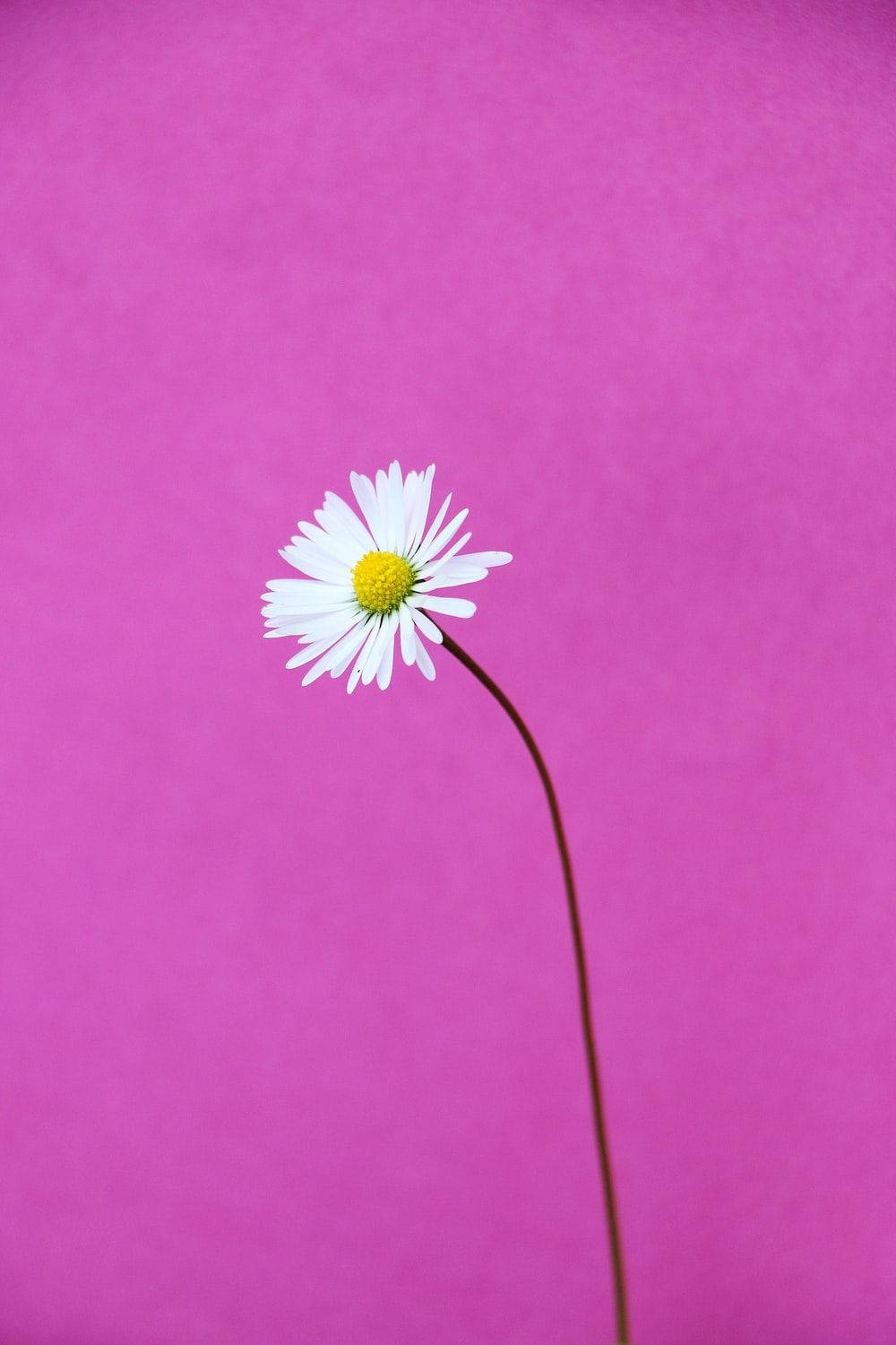 long stemmed white daisy, yellow center, vibrant pink textured background, HD Phone Wallpaper