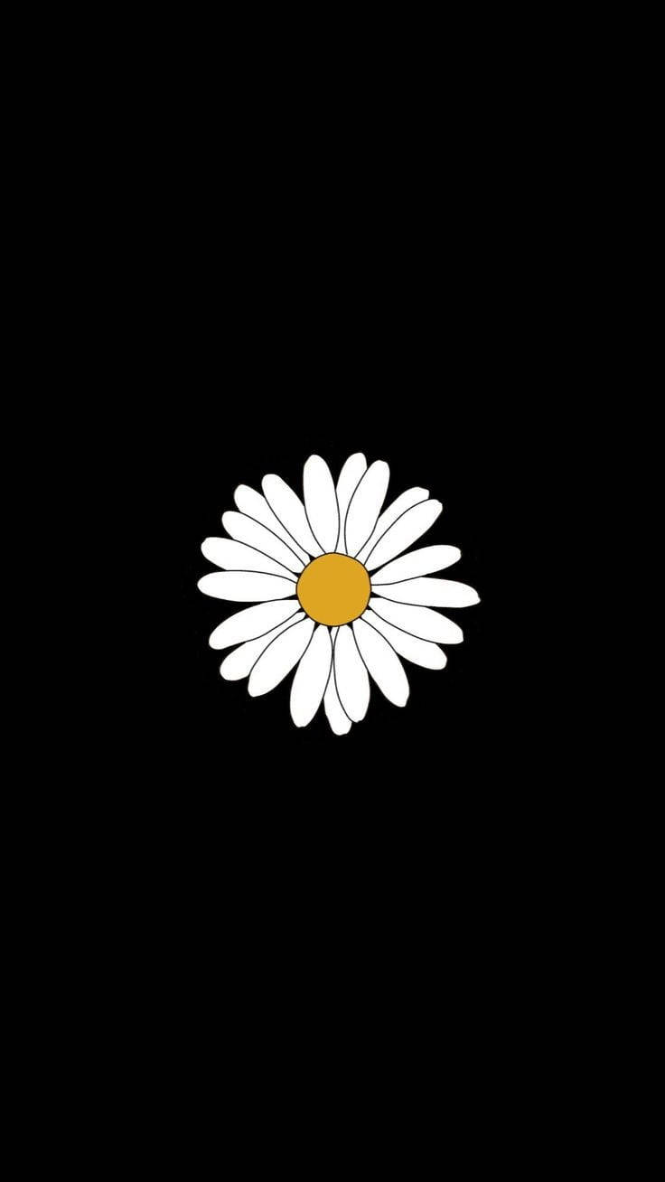 white daisy, yellow center, stark black background, HD Phone Wallpaper