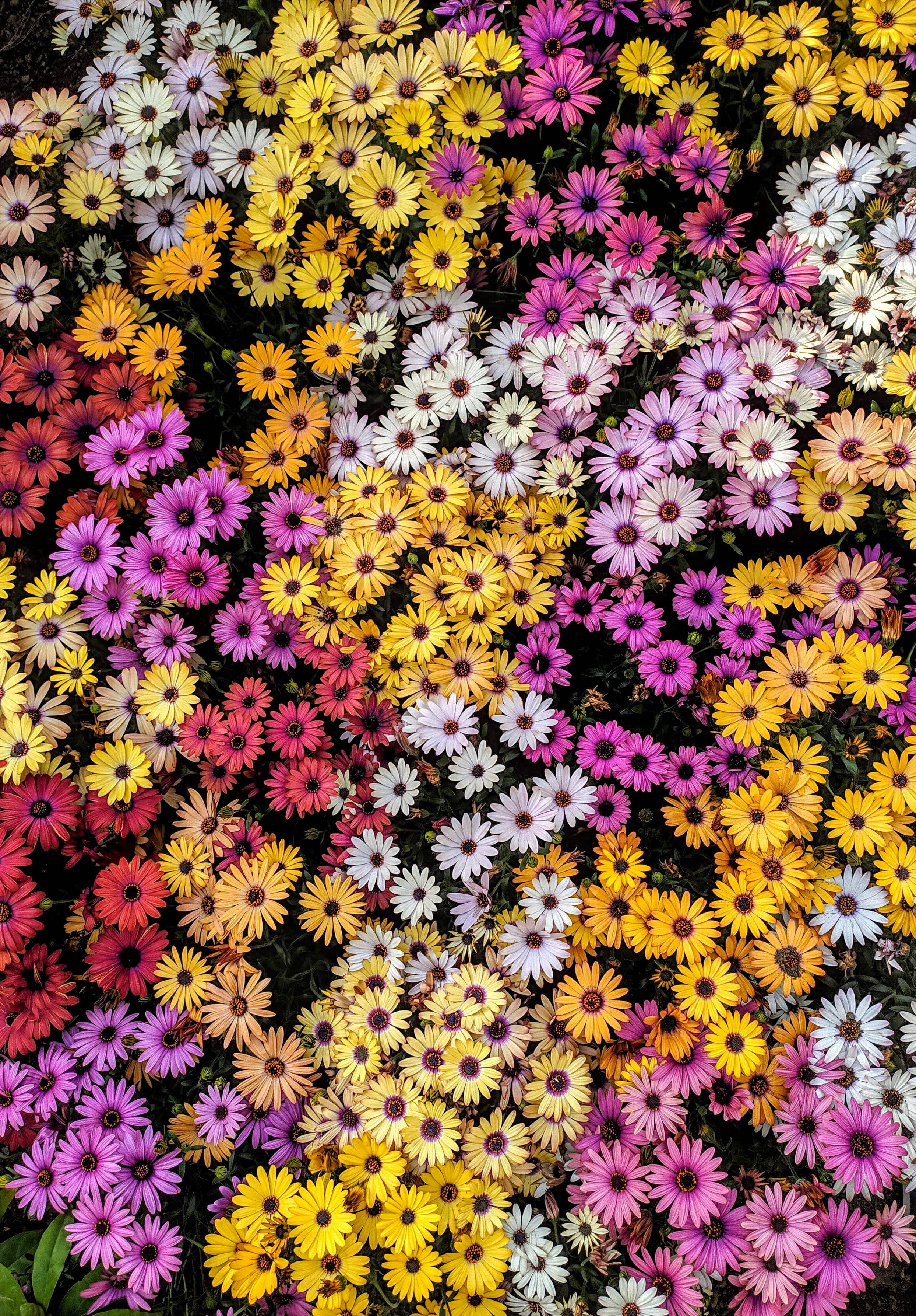 daisy, yellow, pink, 2K Phone Wallpaper