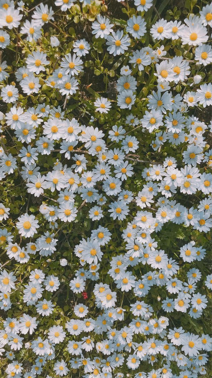 daisy flowers, white daisies, yellow centers, HD Phone Wallpaper