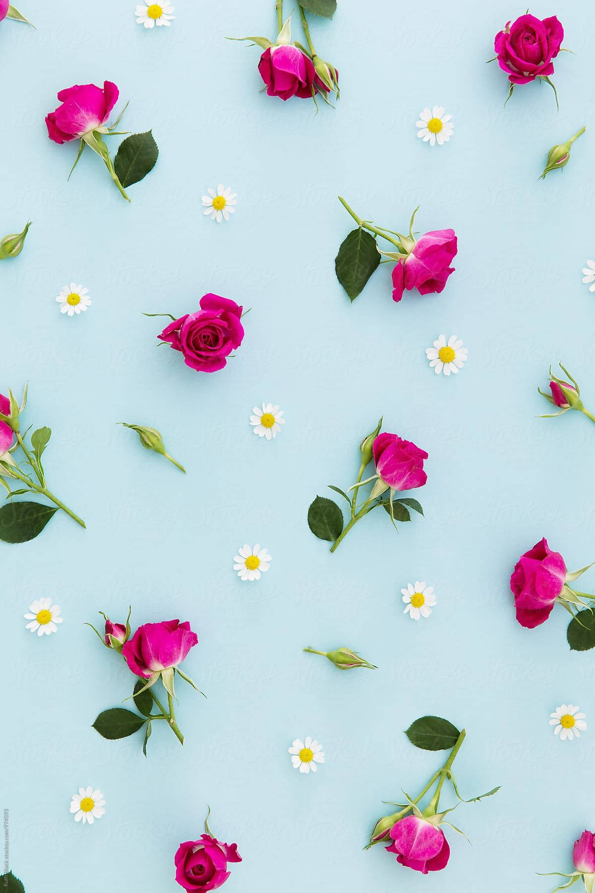 pink roses, white daisies, soft blue textured background, HD Phone Wallpaper