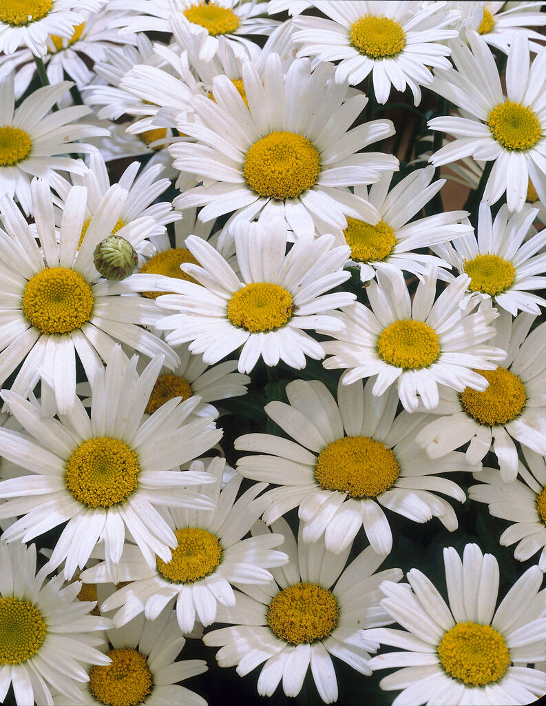 white daisies, bright yellow centers, dark green background, SD Phone Wallpaper