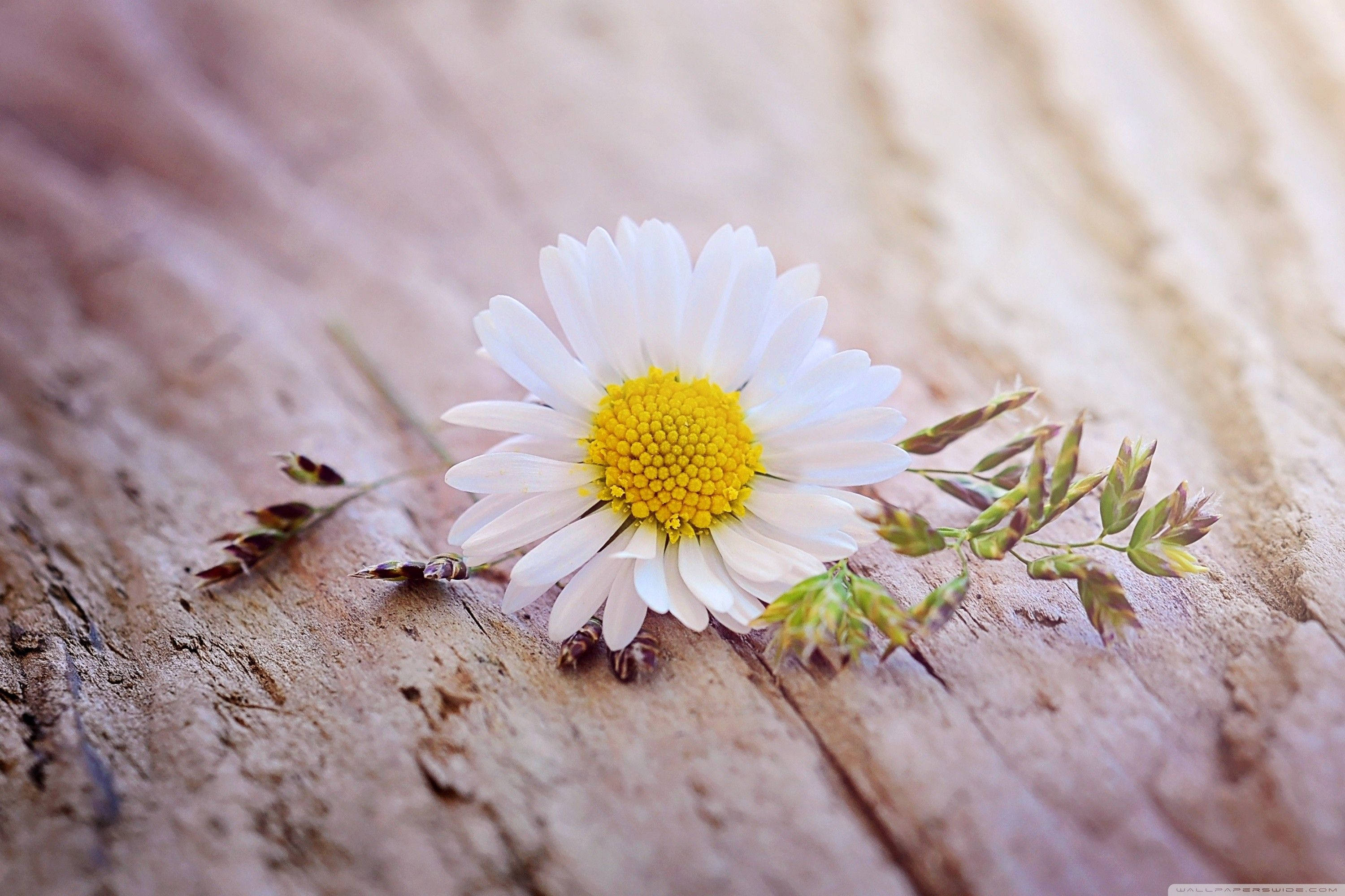 white daisy, vibrant yellow center, textured weathered wood, 2K Desktop Wallpaper