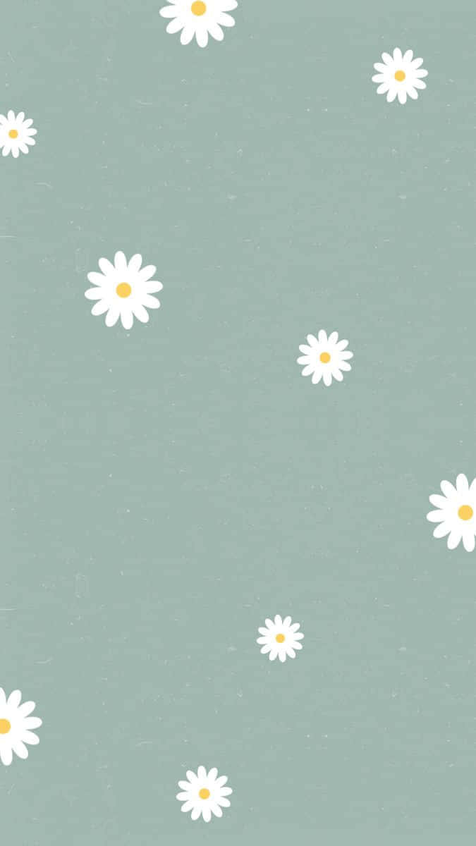 daisy, white flowers, yellow centers, SD Phone Wallpaper