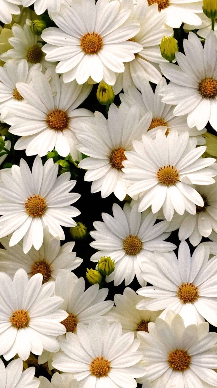 white daisies, golden centers, dark background, HD Phone Wallpaper