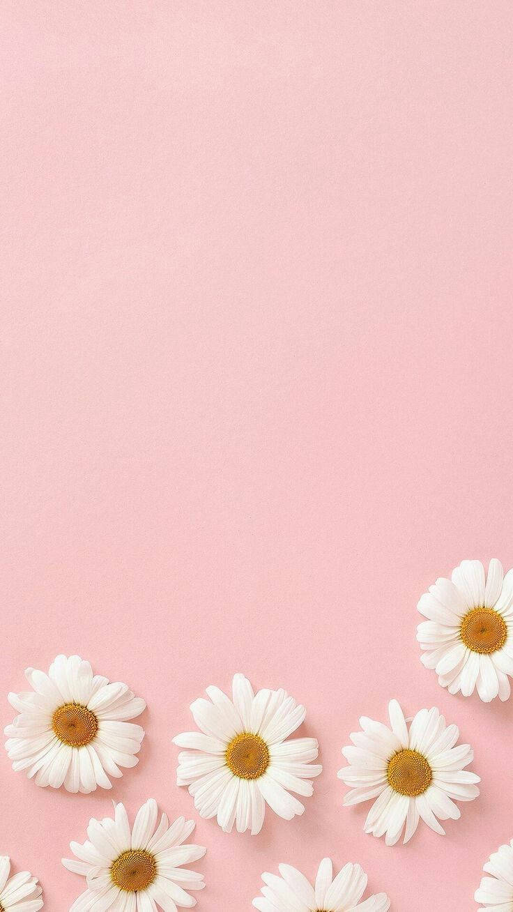 White Daisy Aesthetic, pink, yellow centers, HD Phone Wallpaper