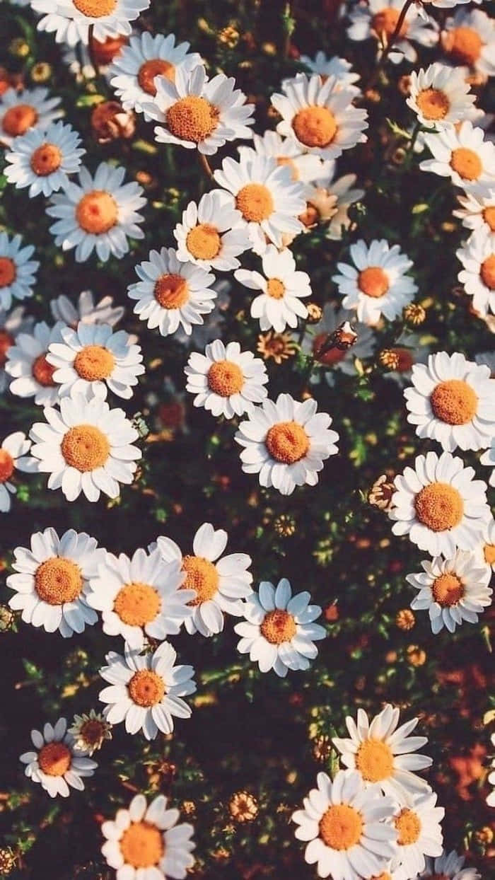 daisy flowers, retro style, white daisies, SD Phone Wallpaper