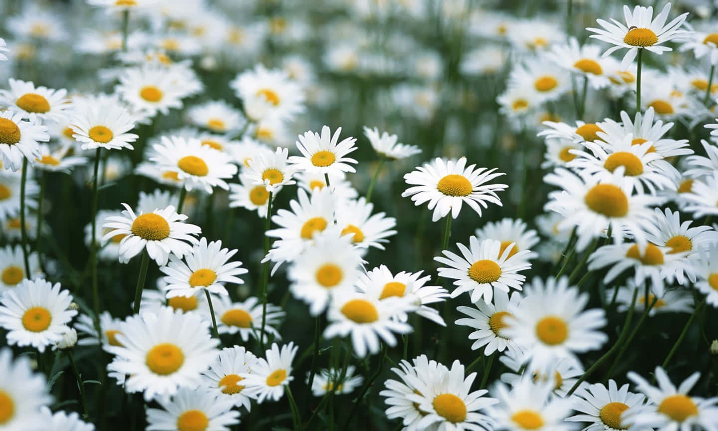 daisy, spring flower garden, white daisies, HD Desktop Wallpaper