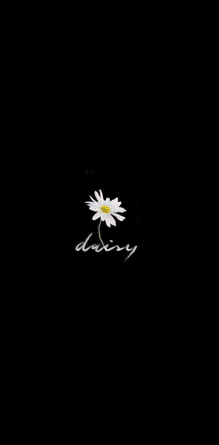 Tiny Daisy Aesthetic, white daisy, yellow center, HD Phone Wallpaper