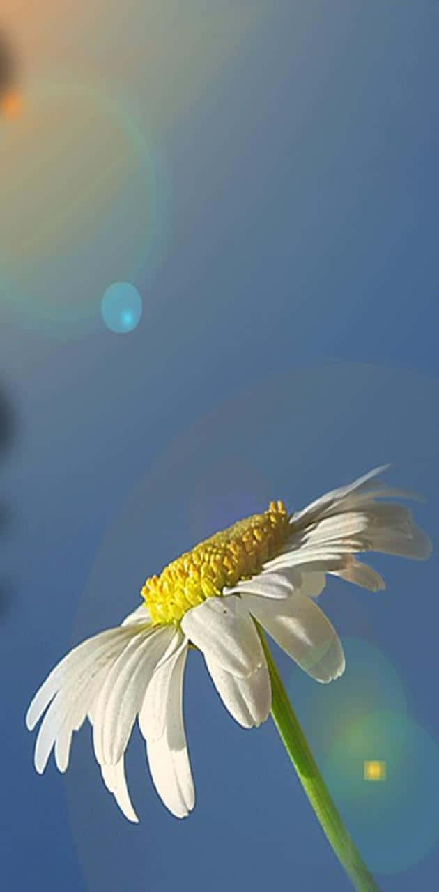 daisy, white petals, yellow center, HD Phone Wallpaper