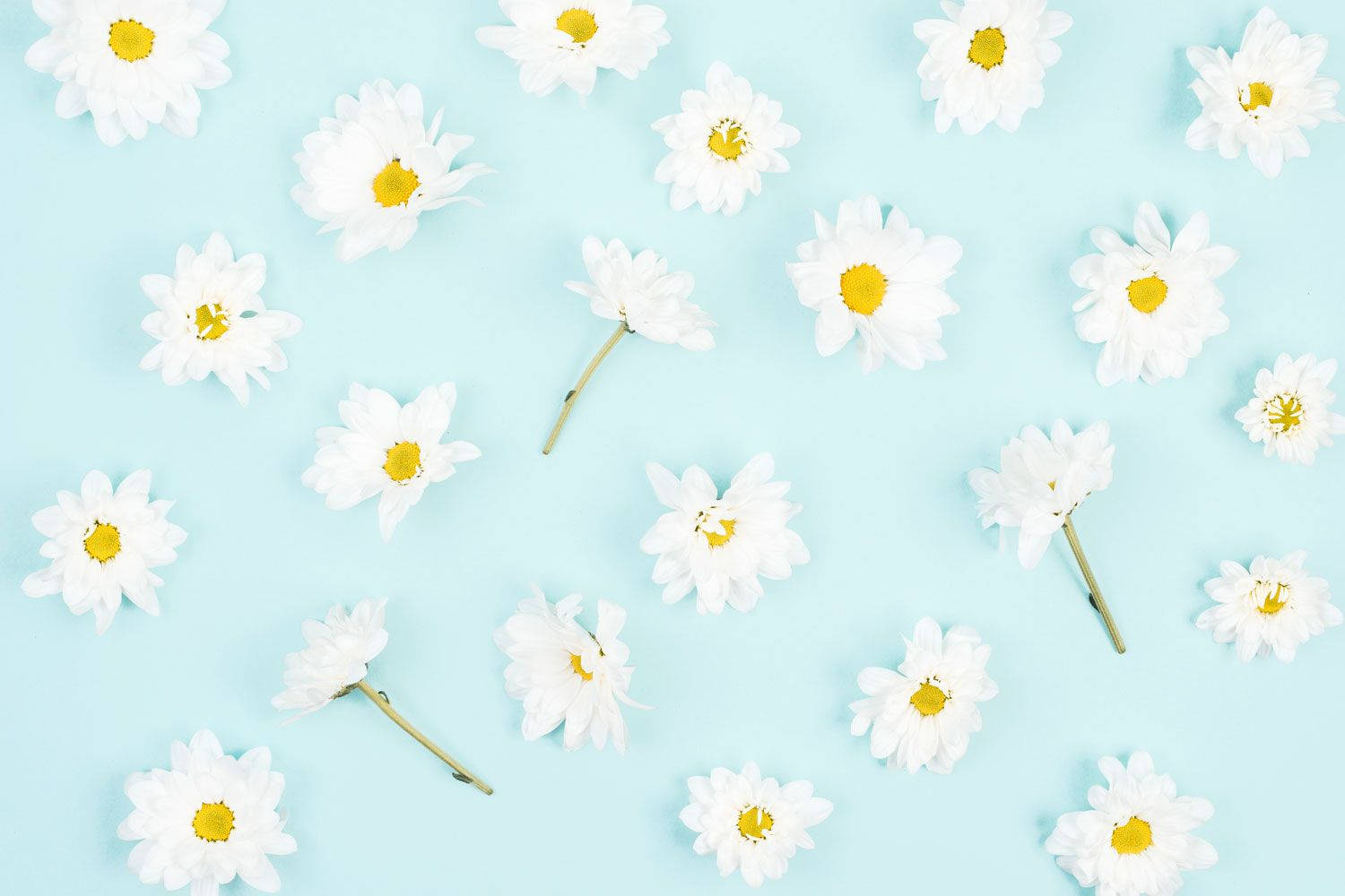 Daisy Aesthetic, light blue, white daisies, HD Desktop Wallpaper