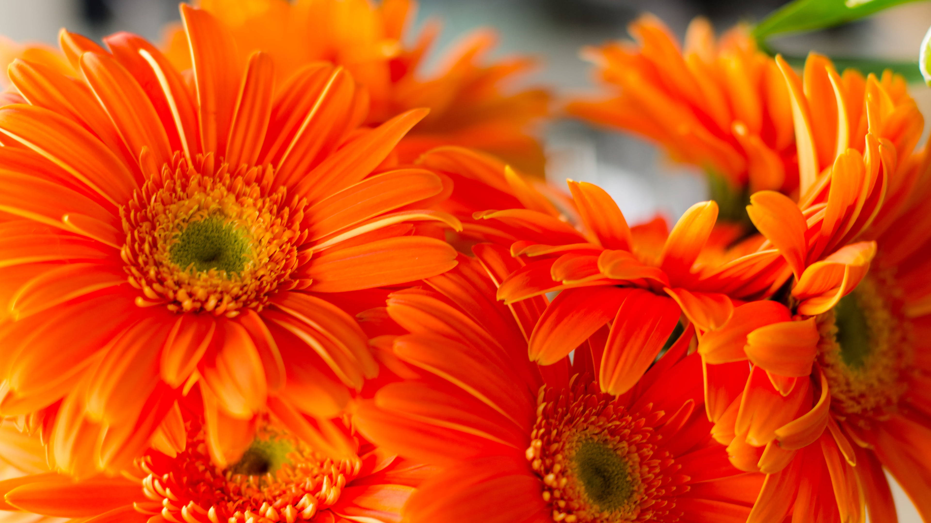 orange gerbera daisies, green centers, soft-focus close-up, 4K Desktop Wallpaper