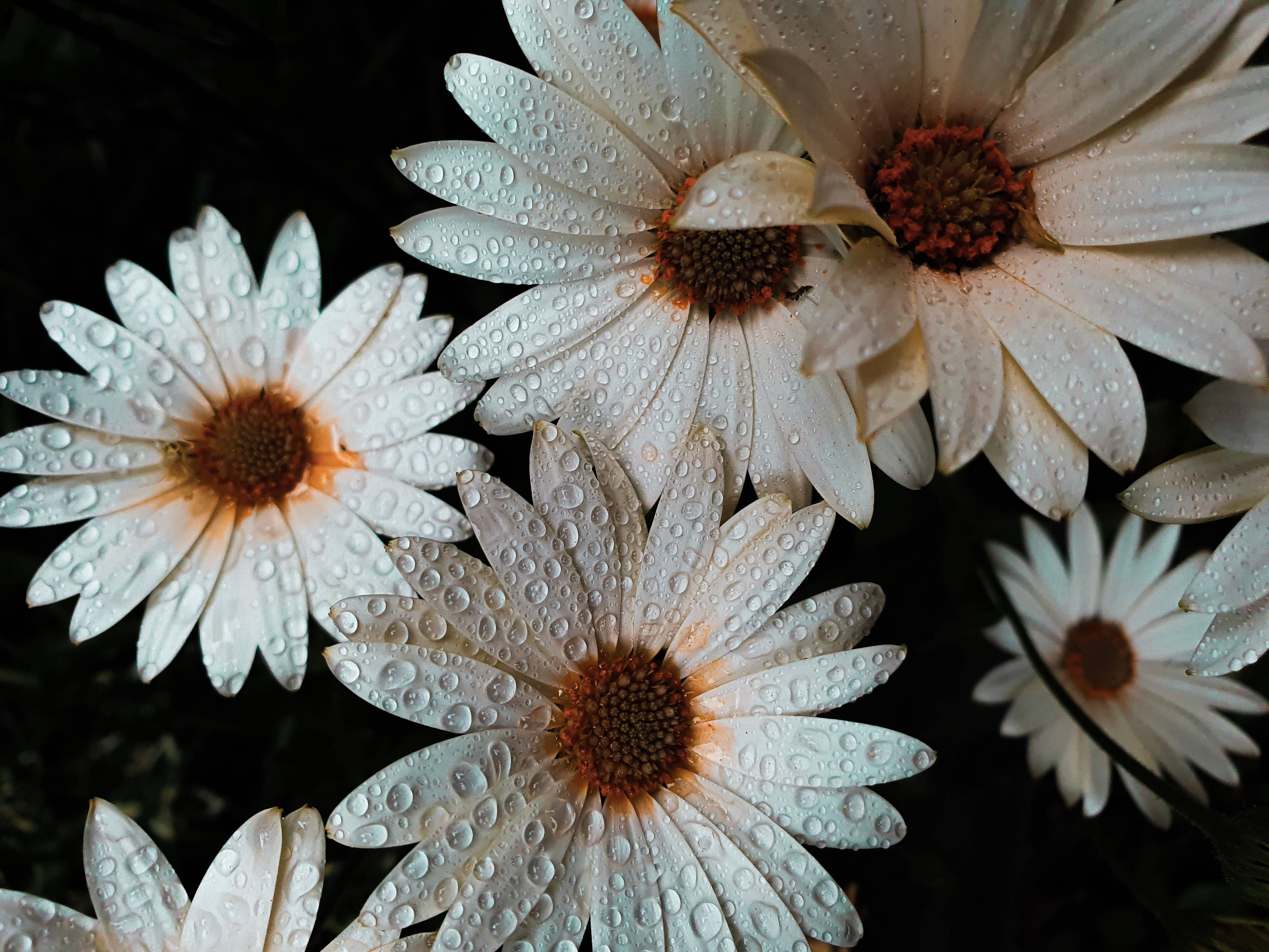 white daisies, dew drops, glistening petals, 4K Desktop Wallpaper