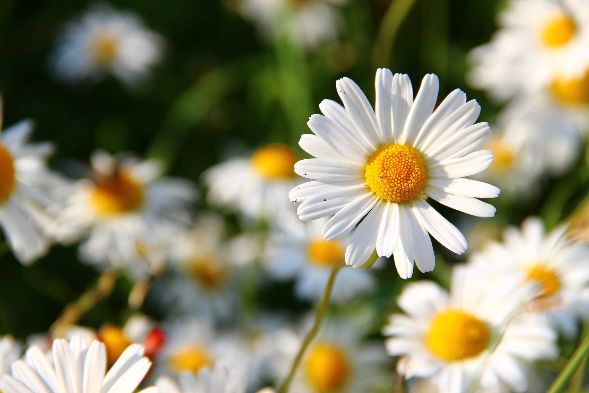 daisy, white petals, vibrant yellow center, Full HD Desktop Wallpaper