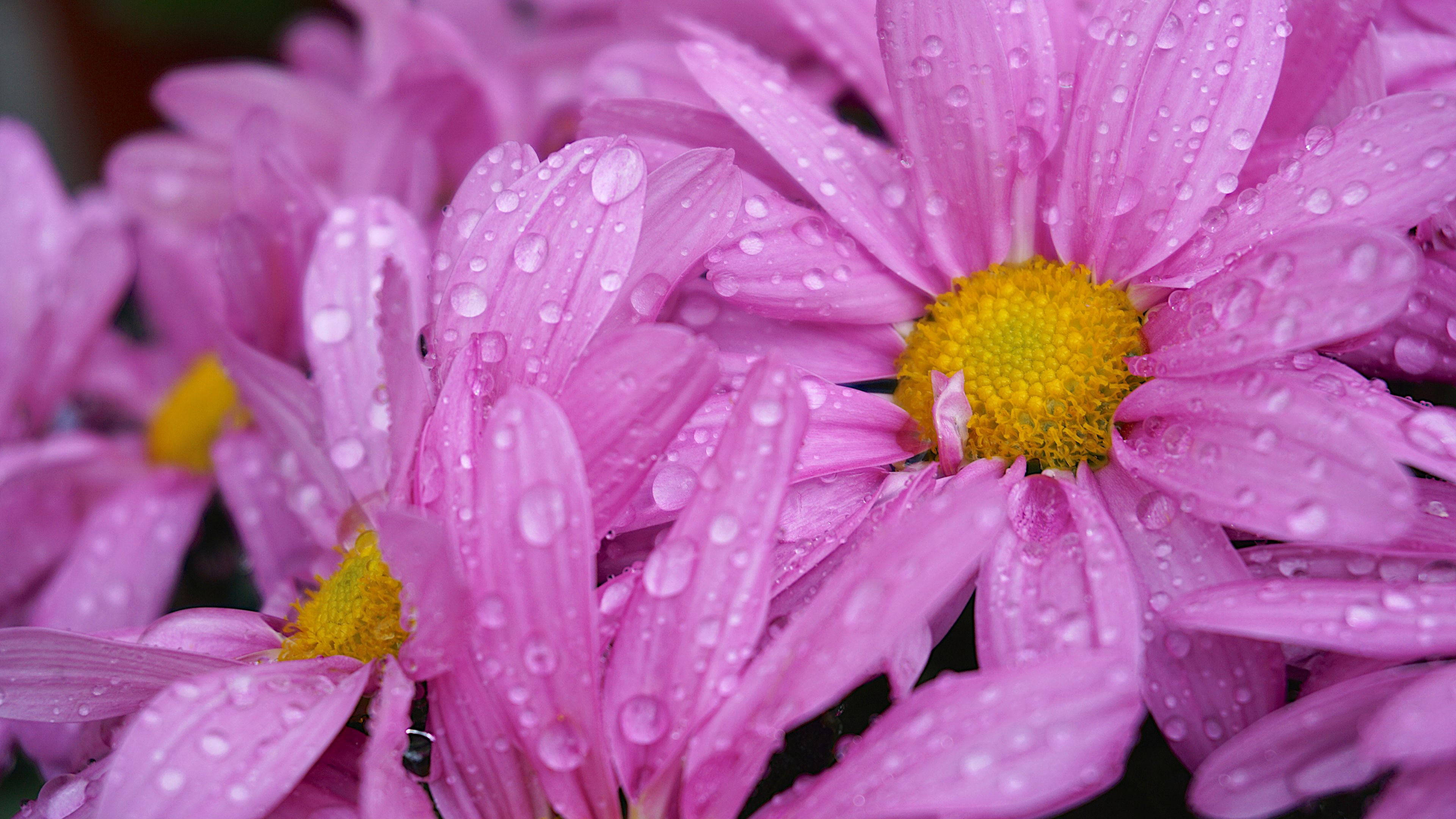 pink daisies, dew drops, vibrant pink, 4K Desktop Wallpaper